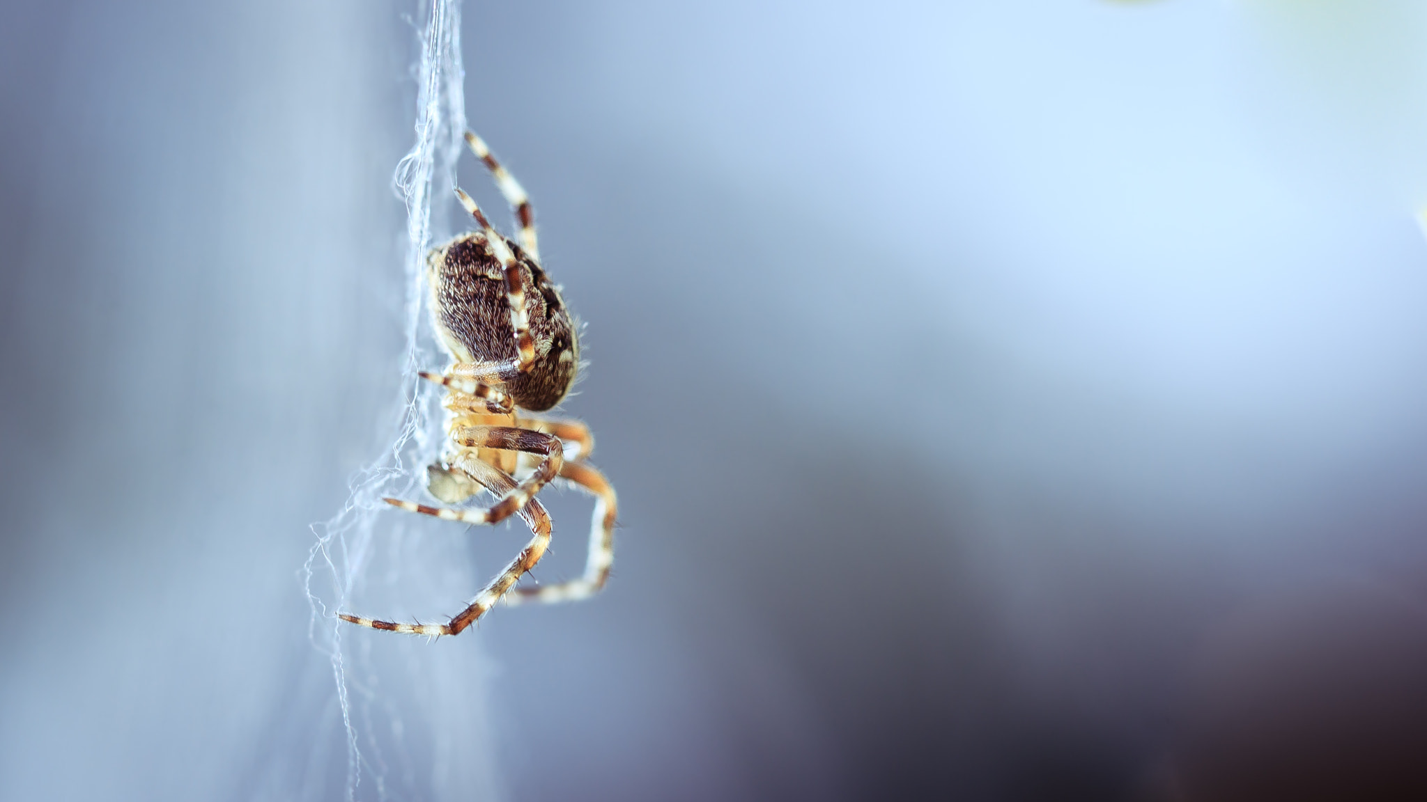 Canon EF 100mm F2.8 Macro USM sample photo. Macro photography