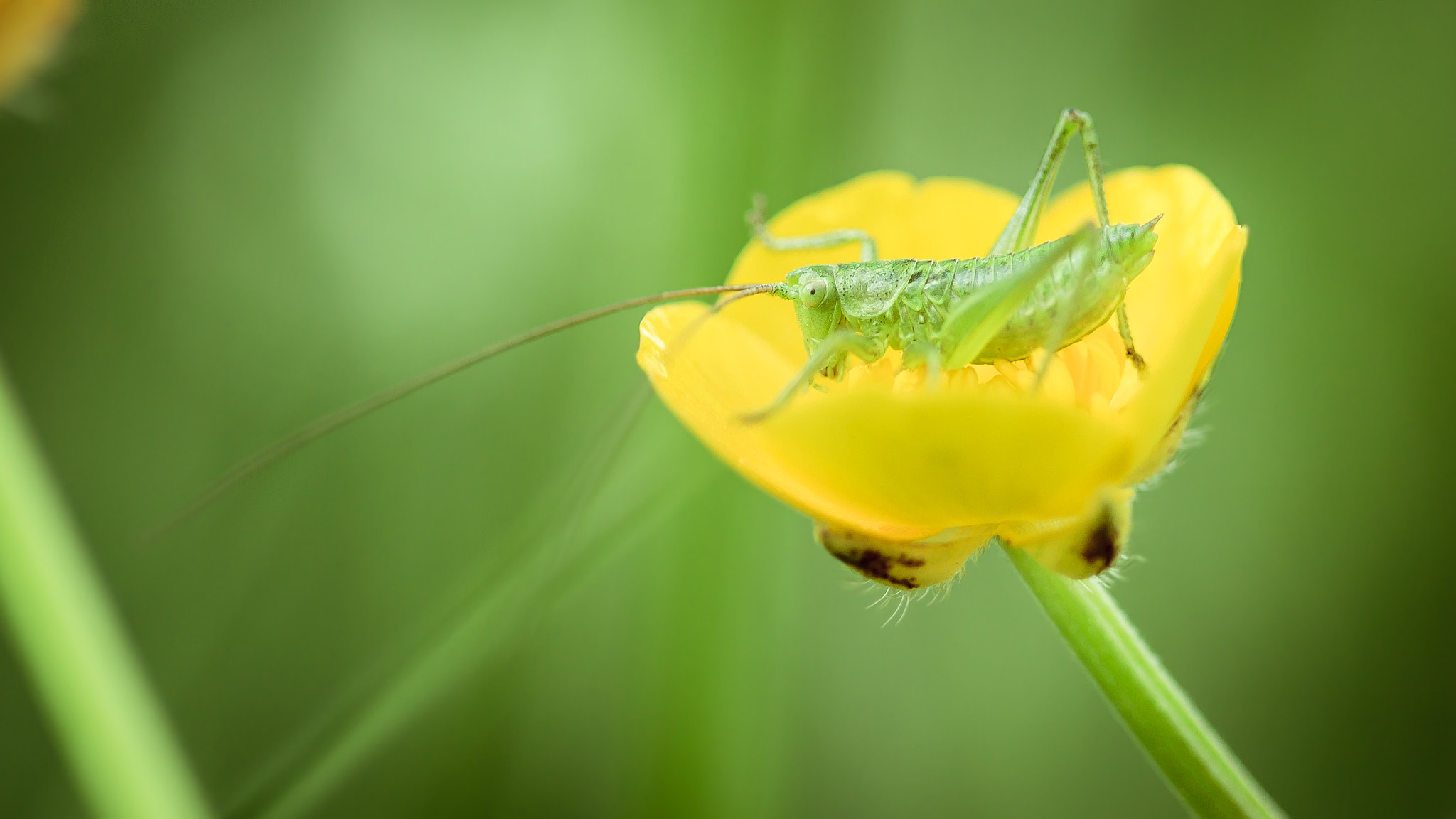 Canon EF 100mm F2.8 Macro USM sample photo. Macro photography