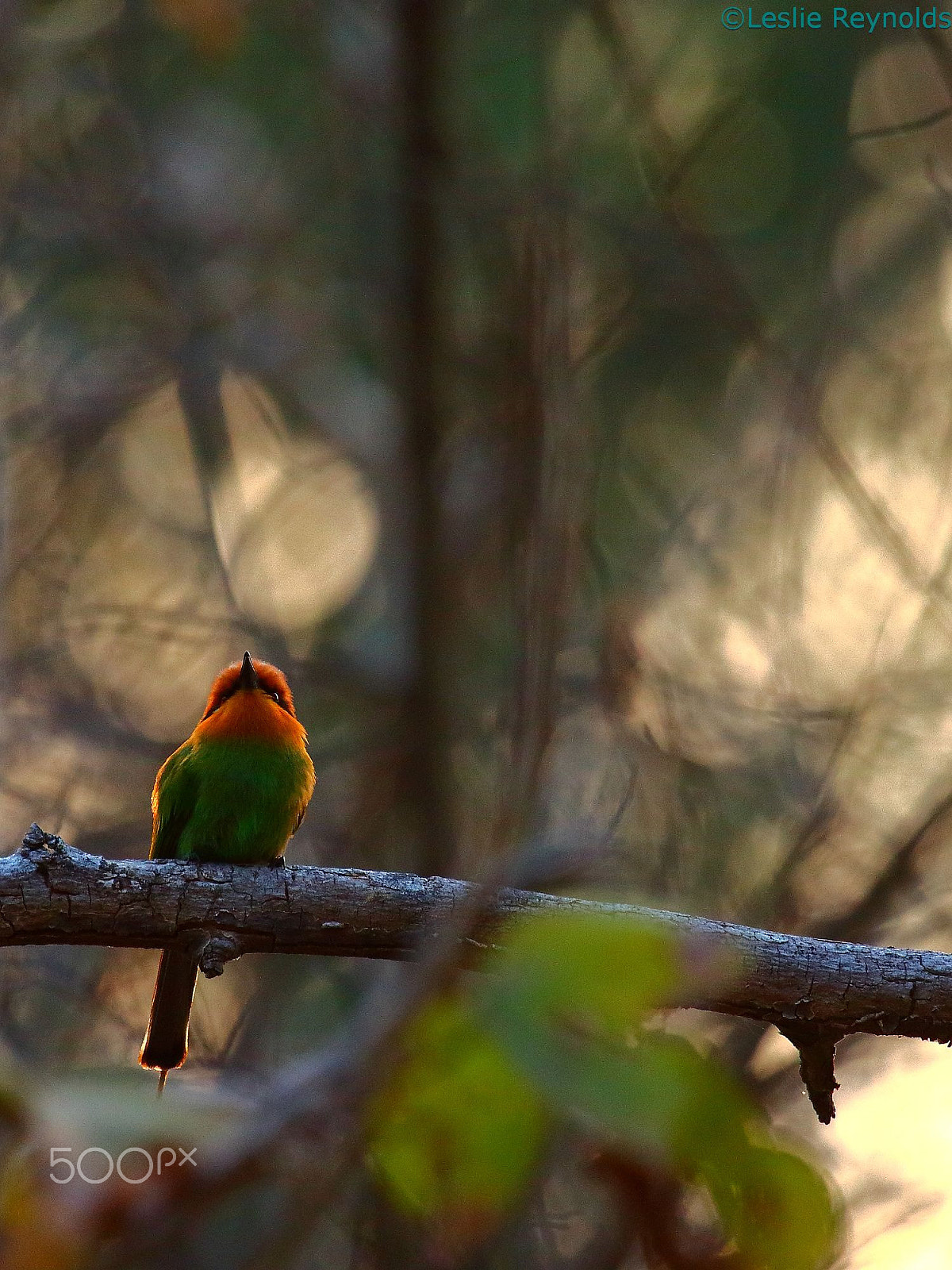 Canon EOS 700D (EOS Rebel T5i / EOS Kiss X7i) + Canon EF 100-400mm F4.5-5.6L IS USM sample photo. Bohm's bee-eater ii photography