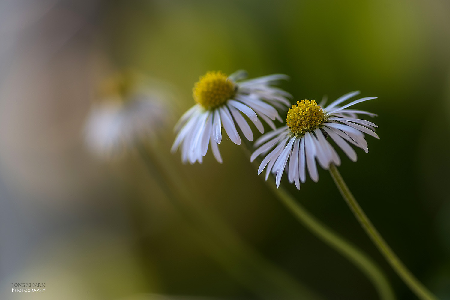 Pentax smc D-FA 100mm F2.8 Macro WR sample photo. Spring of my veranda-4 photography