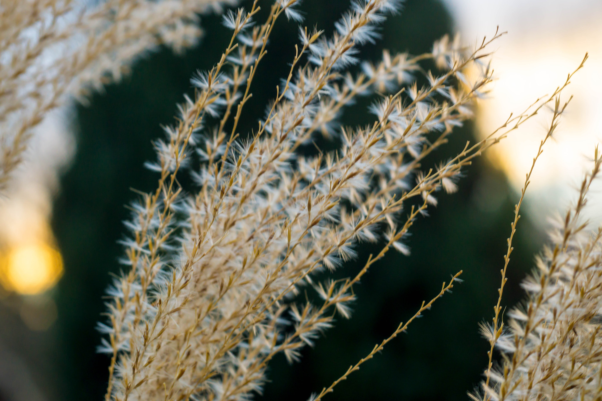 MACRO 50mm F2.8 sample photo. Die zwei sichtweisen: photography