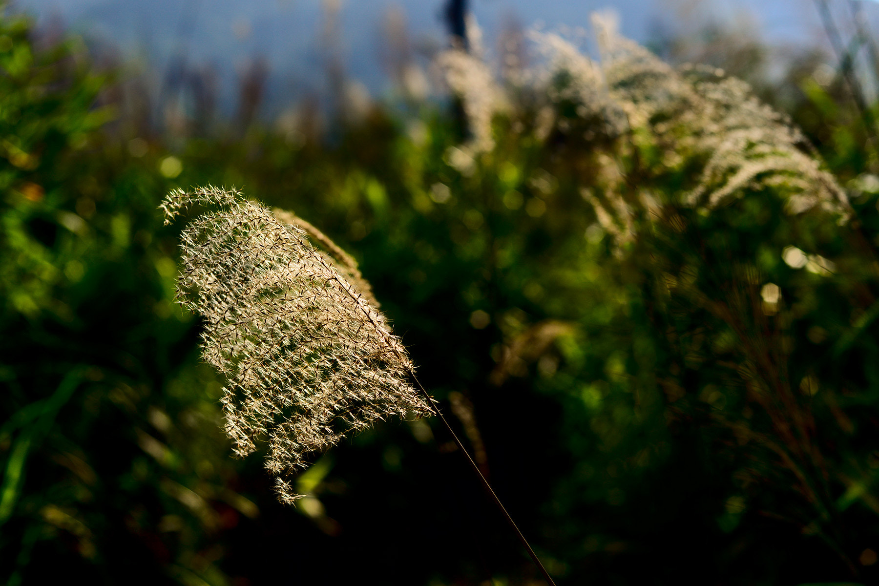 Nikon D800E sample photo. Reed grass芦苇草 photography