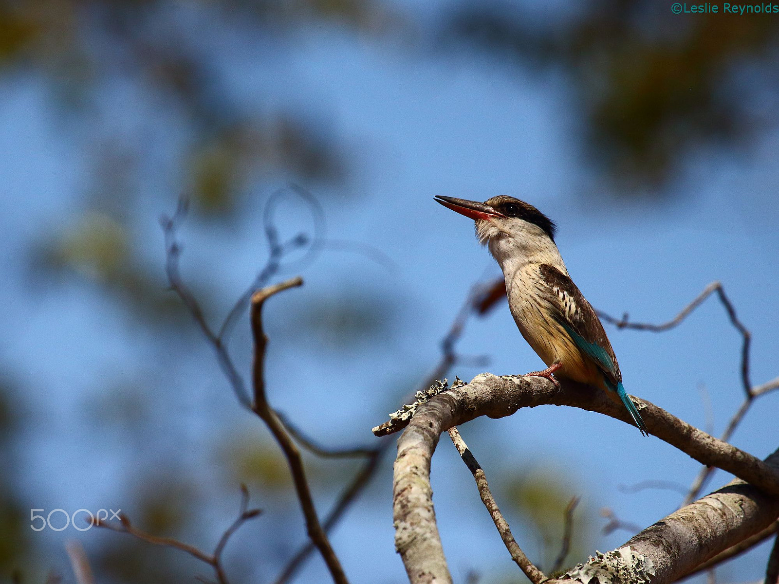 Canon EF 100-400mm F4.5-5.6L IS USM sample photo. Striped kingfisher photography