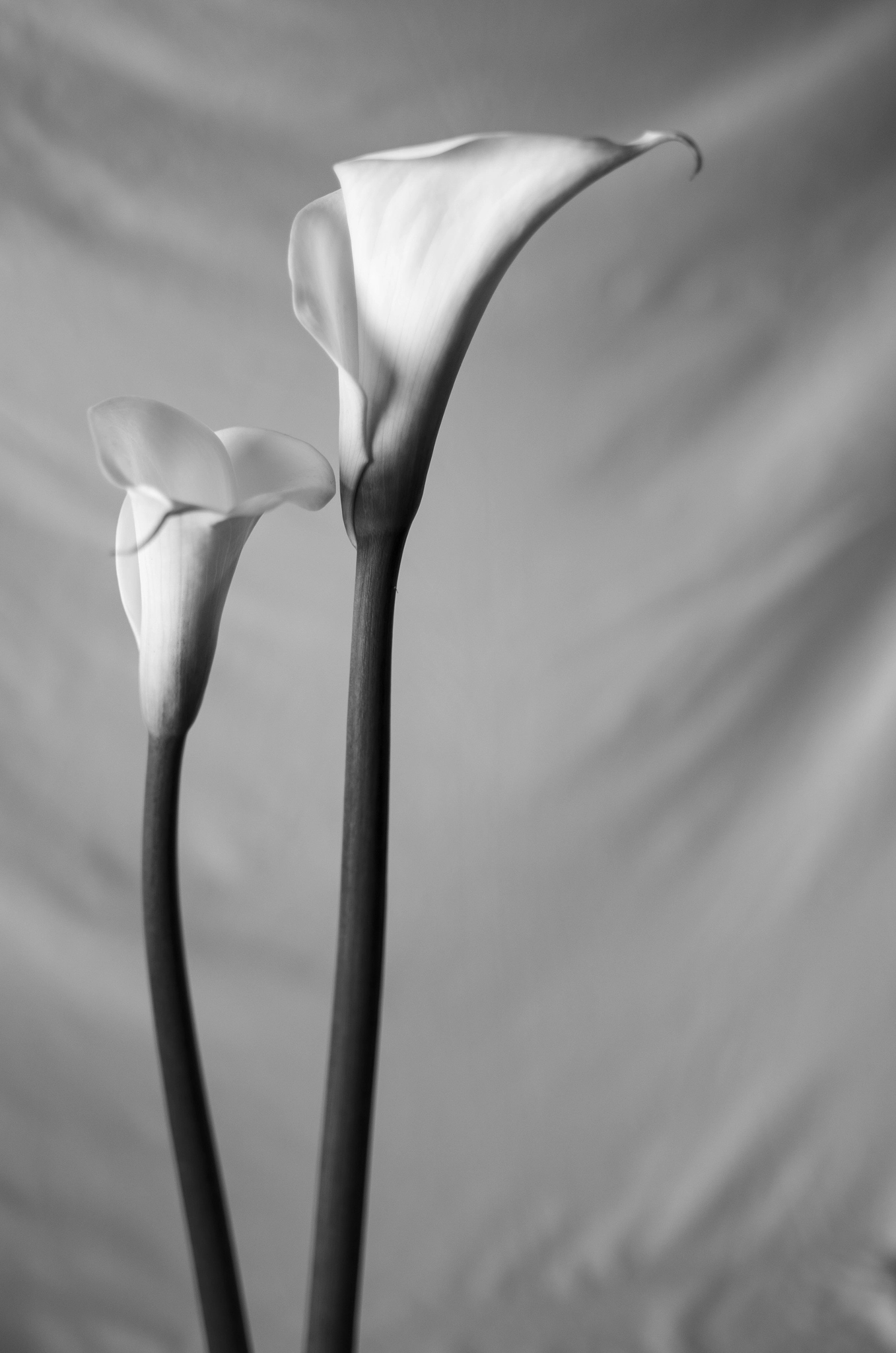 HD Pentax-FA 35mm F2 AL sample photo. Flowers photography