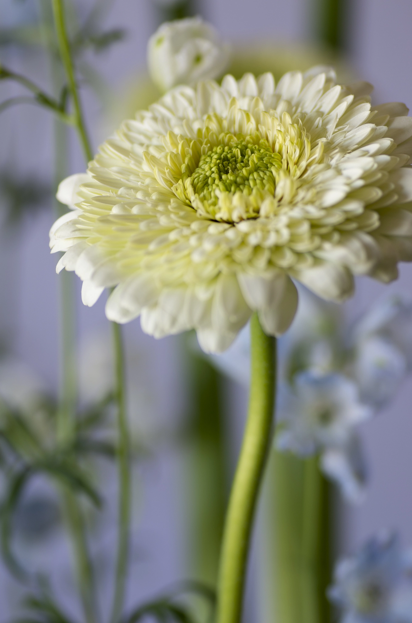 Tamron SP AF 90mm F2.8 Di Macro sample photo. Flowers photography
