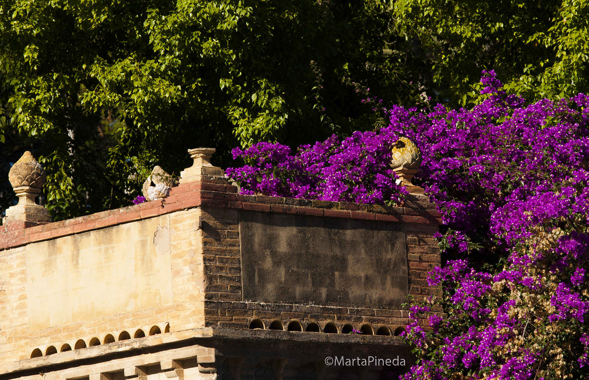 Nikon D60 sample photo. Buganvillas. burjassot photography