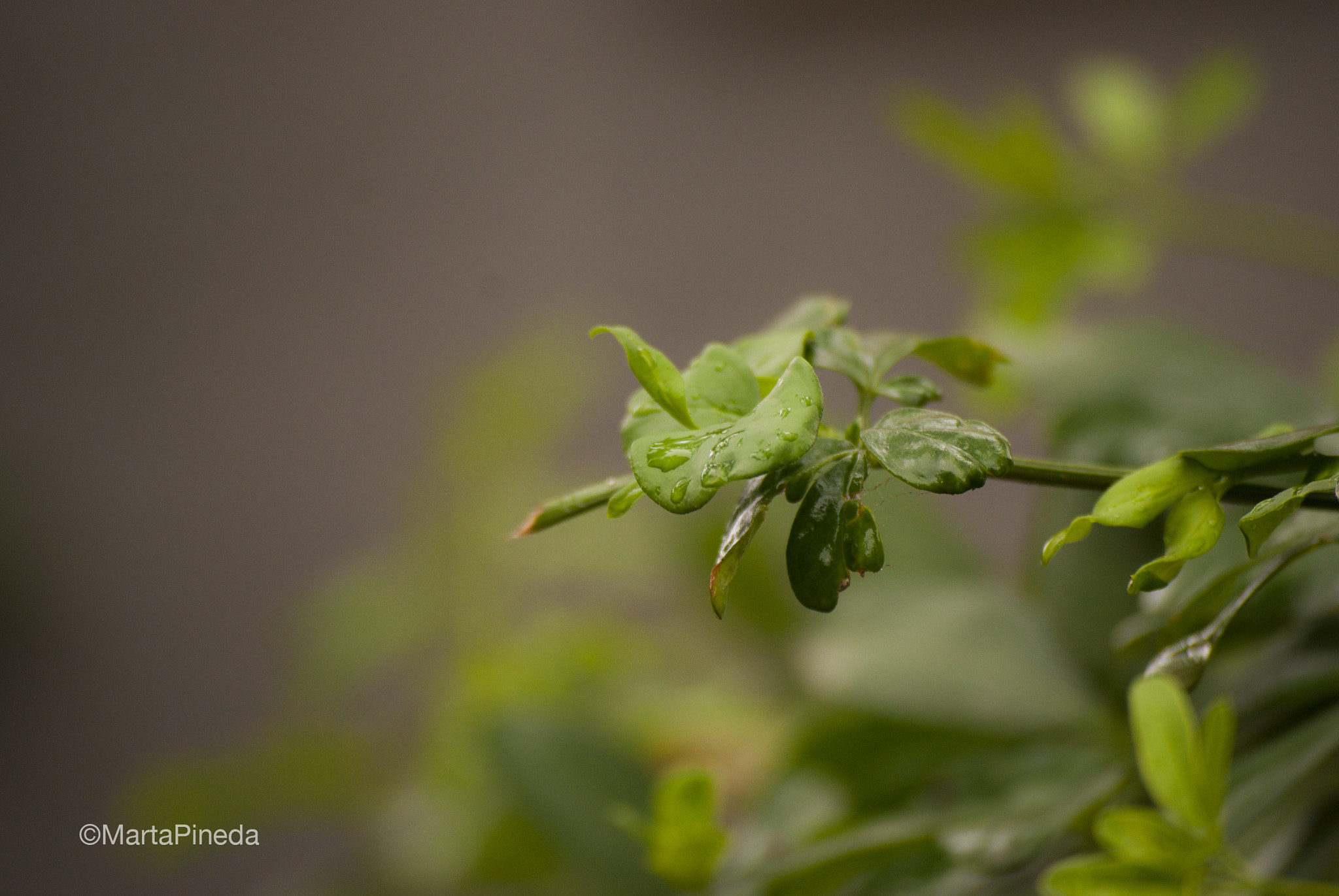 Nikon D60 sample photo. Gotas. burjassot photography