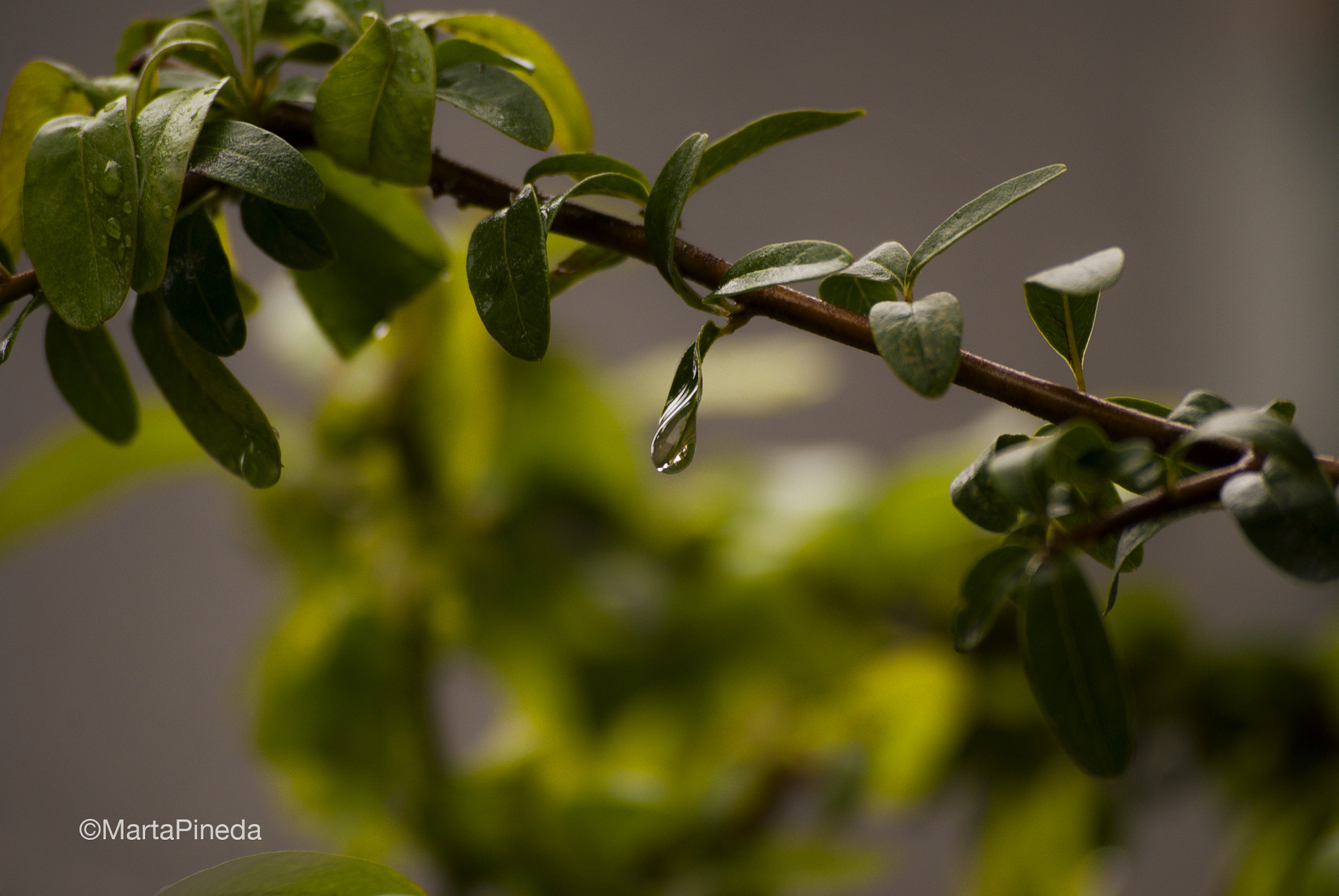 Nikon D60 sample photo. Lluvia. burjassot photography