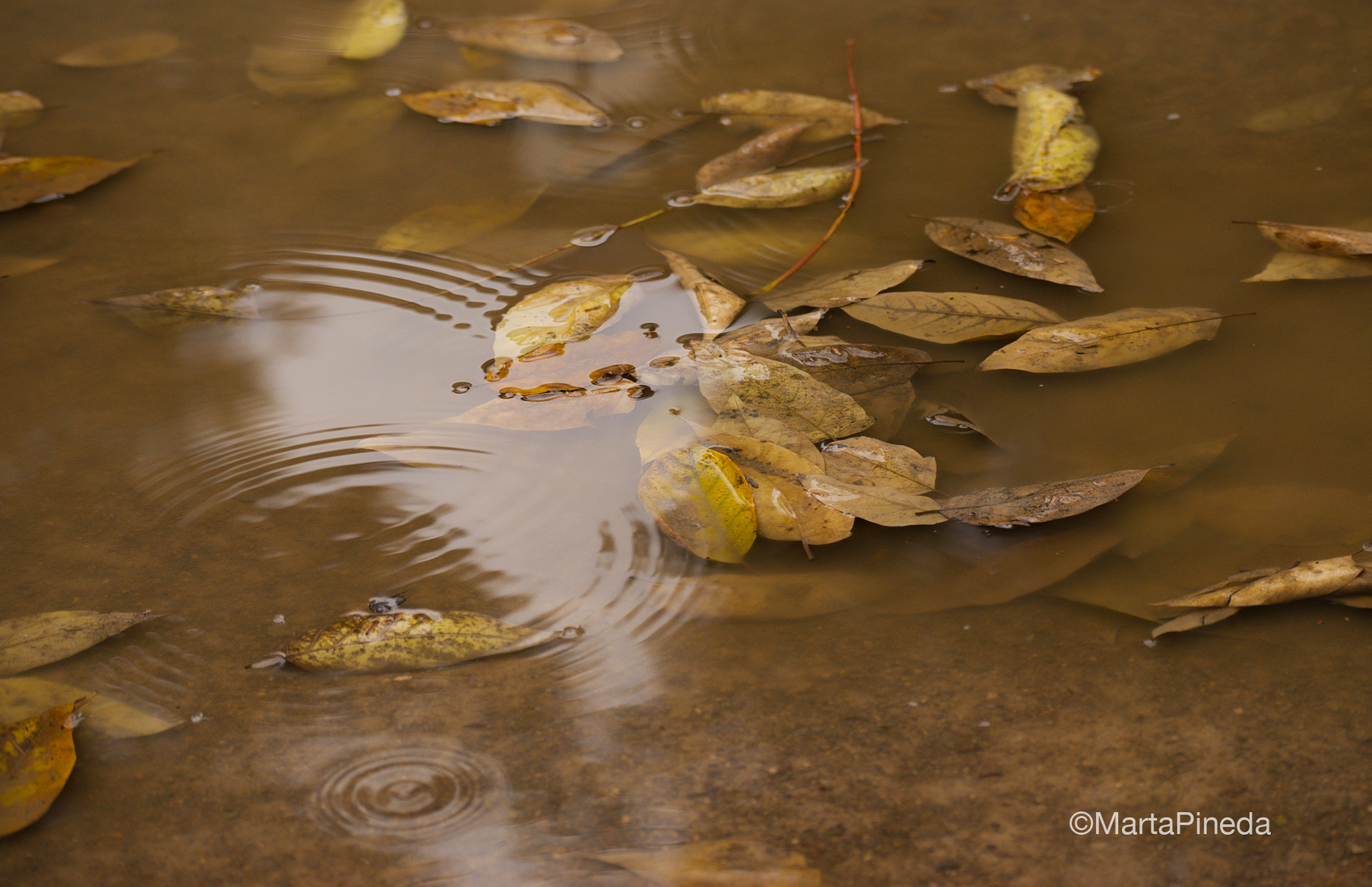 Nikon D60 sample photo. Otoño huele a lluvia. burjassot photography