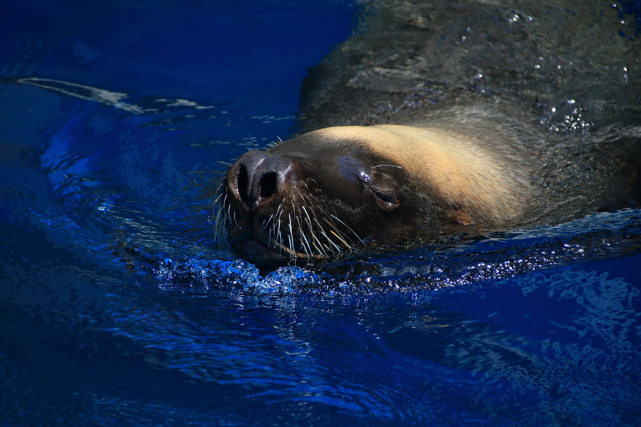 Canon EF 75-300mm F4.0-5.6 IS USM sample photo