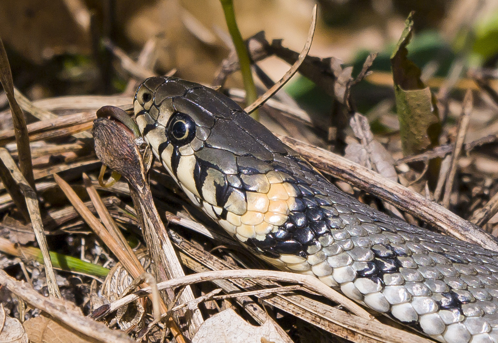 Pentax K-7 sample photo. Grass snake photography