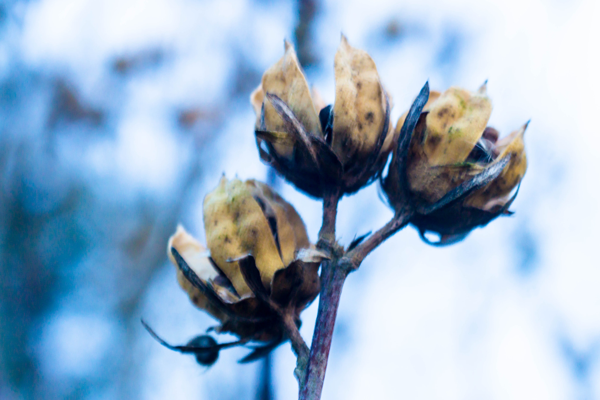 Sony a6000 + MACRO 50mm F2.8 sample photo. Bereit zu liefern photography