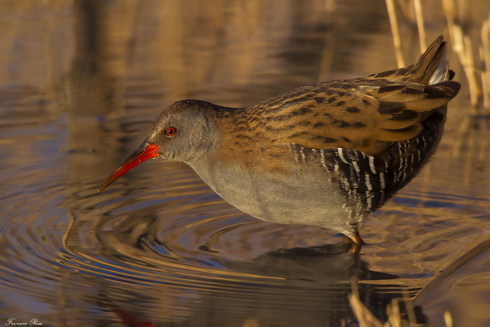Canon EOS 7D + Sigma 150-500mm F5-6.3 DG OS HSM sample photo. Water rail, porciglione  photography