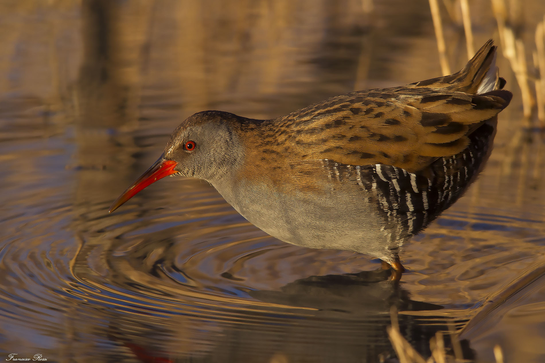 Sigma 150-500mm F5-6.3 DG OS HSM sample photo. Water rail, porciglione  photography