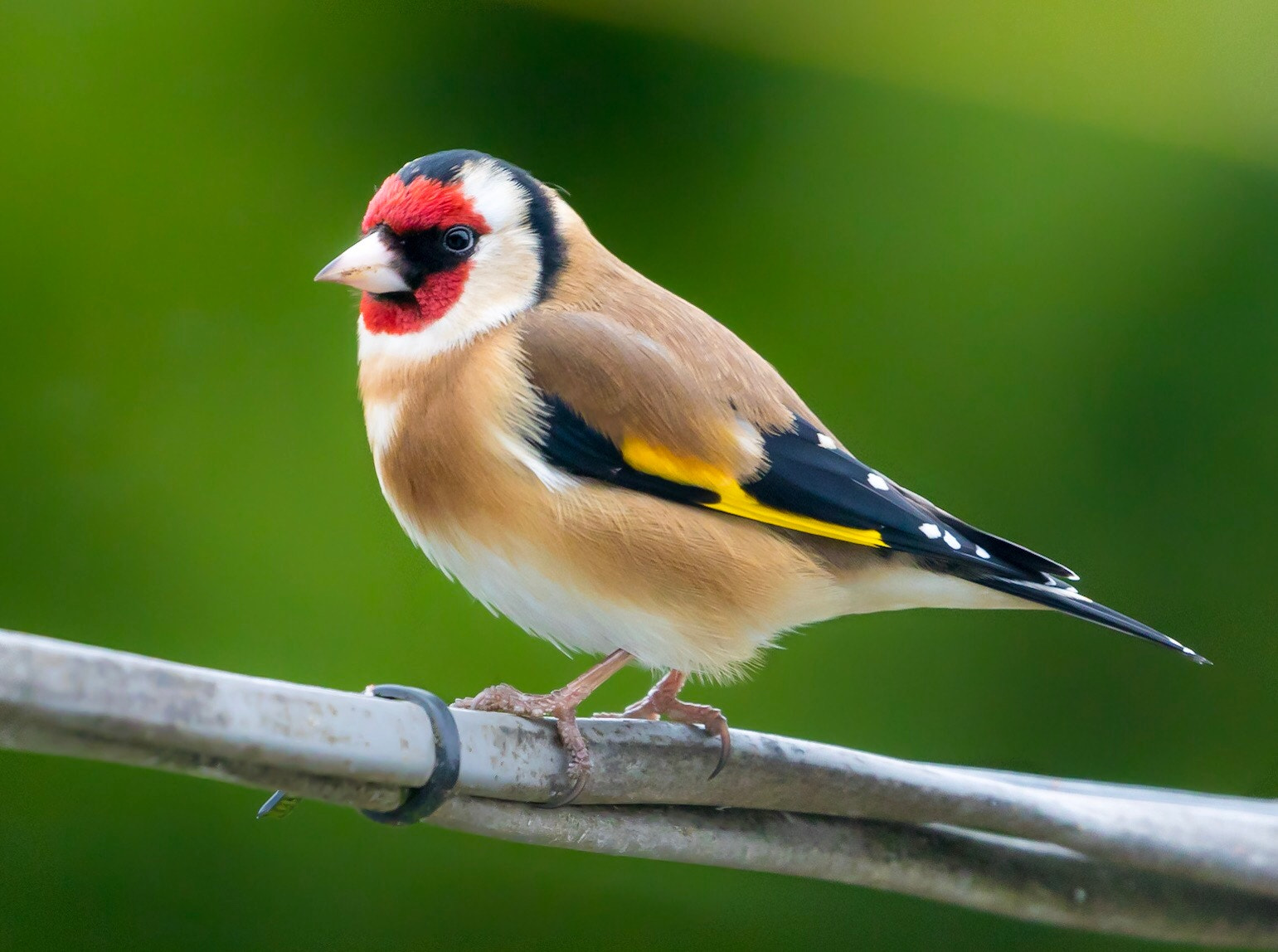 Canon EOS 80D + Canon EF 100-400mm F4.5-5.6L IS II USM sample photo. Goldfinch photography