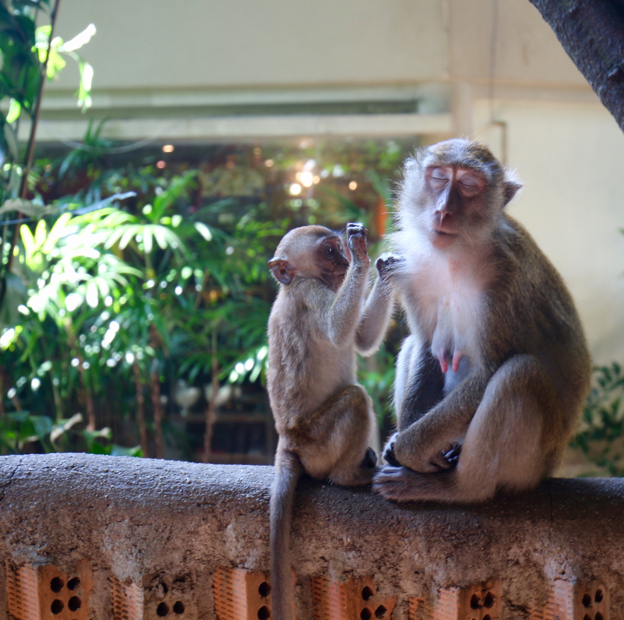 Canon EF 16-35mm F4L IS USM sample photo. Monkey trim! photography