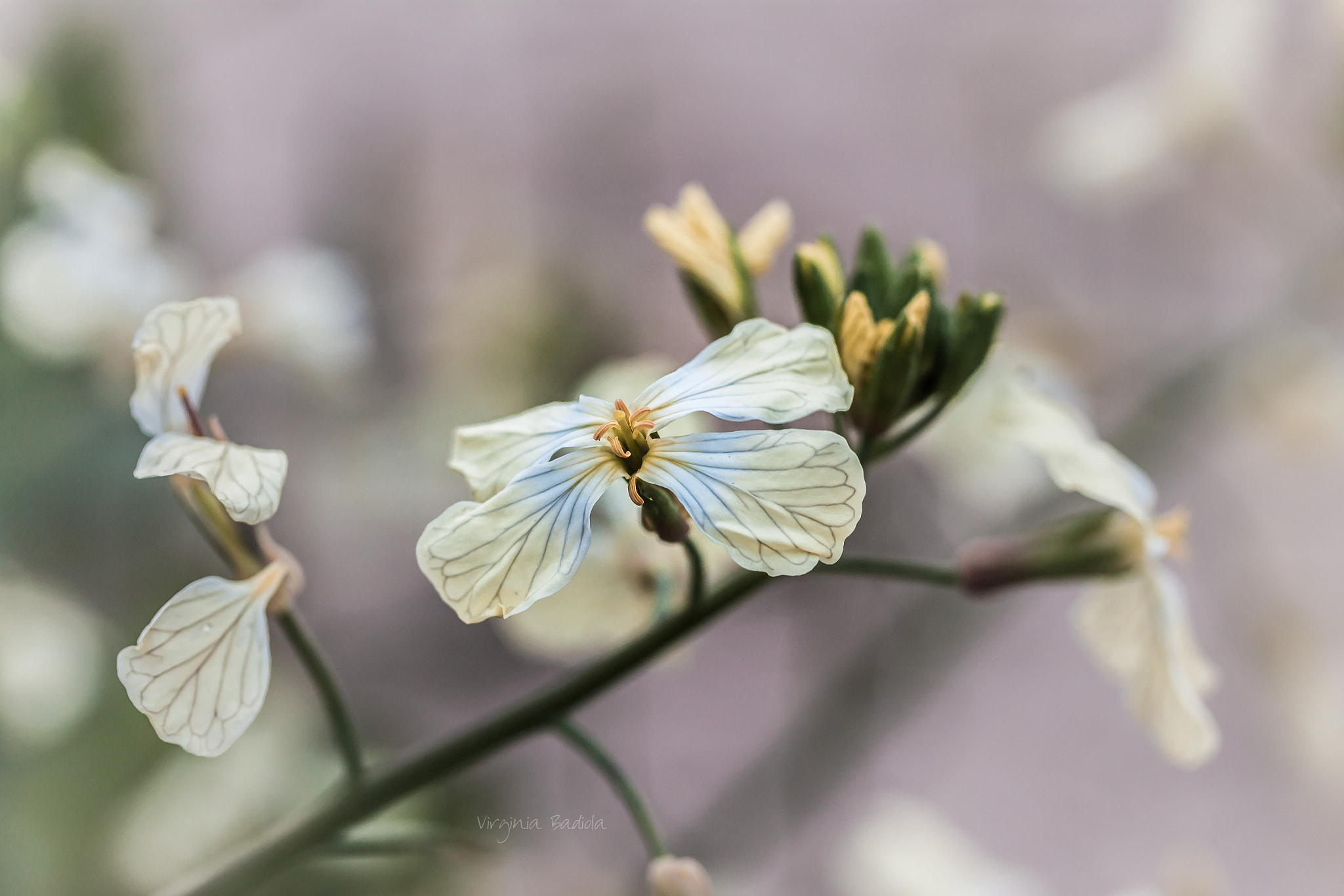 Canon EF-S 60mm F2.8 Macro USM sample photo. *** photography