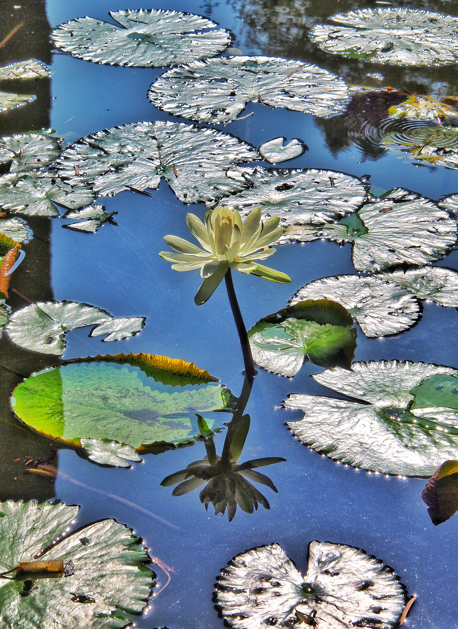 Olympus OM-D E-M5 + Olympus M.Zuiko Digital ED 14-150mm F4-5.6 sample photo. Water lily reflection photography