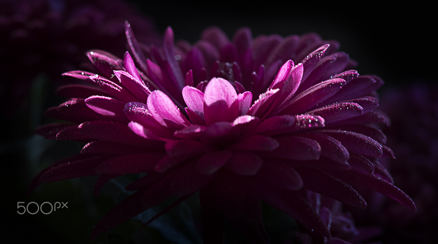 Canon EF 100mm F2.8L Macro IS USM sample photo. Flower photography