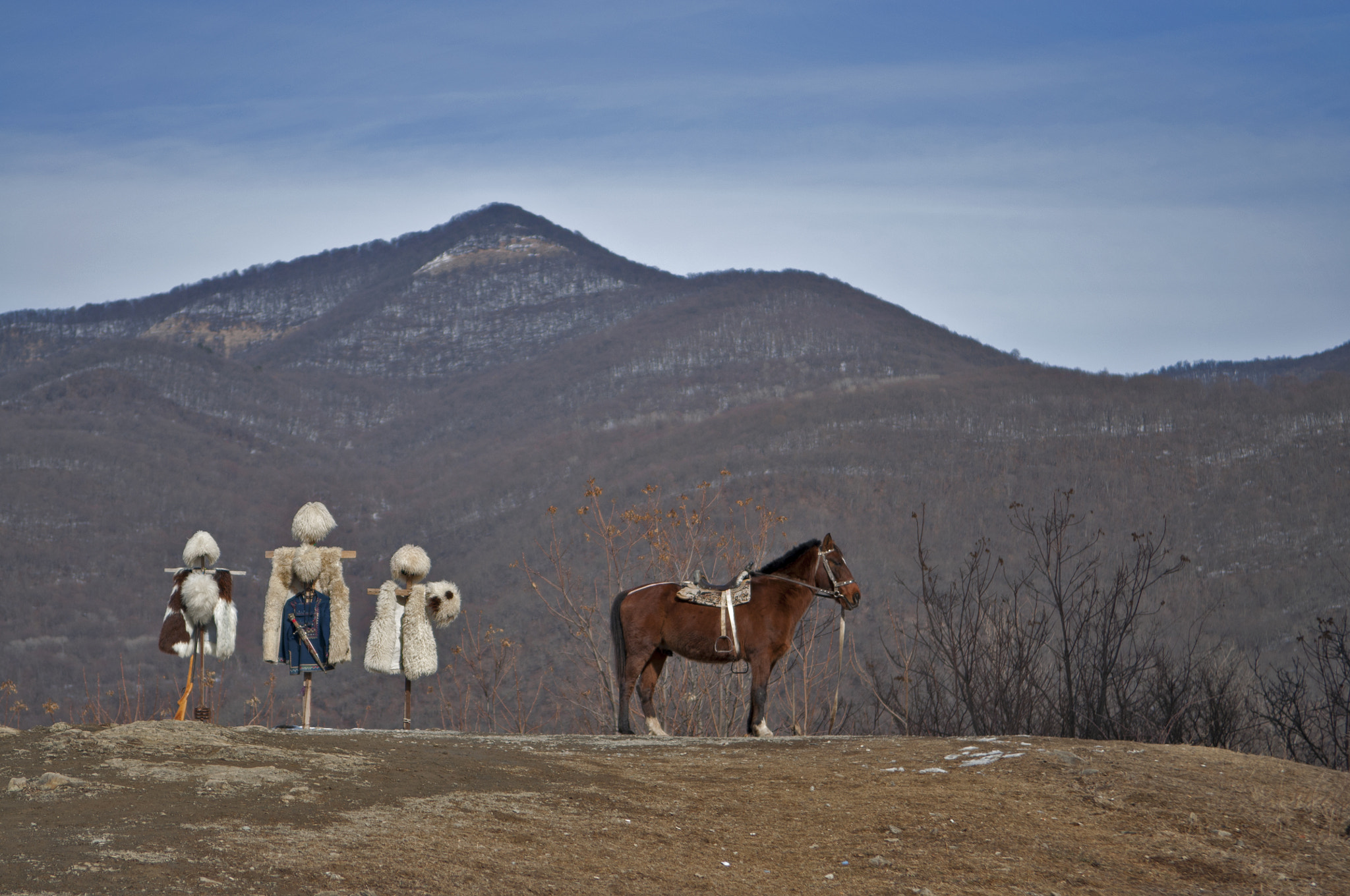 Nikon D5000 sample photo. Horse photography
