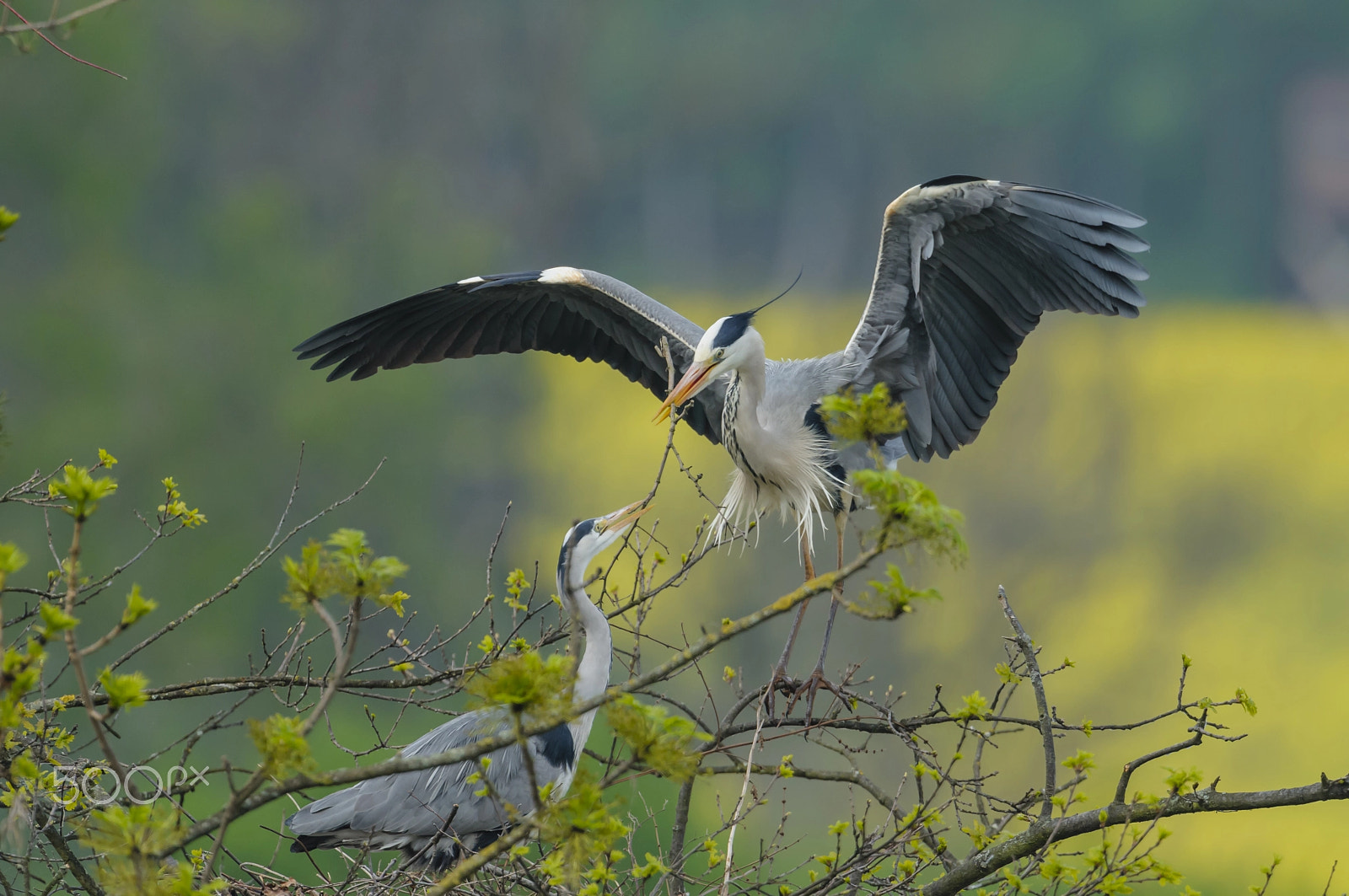 Nikon D300 sample photo. Graureiher, ardea cinerea, grey heron photography