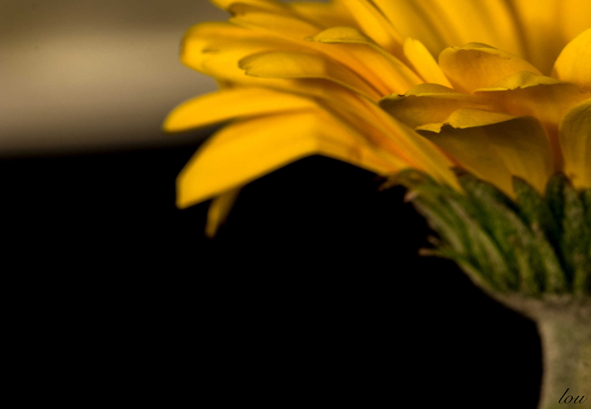 Canon EF 100mm F2.8 Macro USM sample photo. Yellow gerbera photography