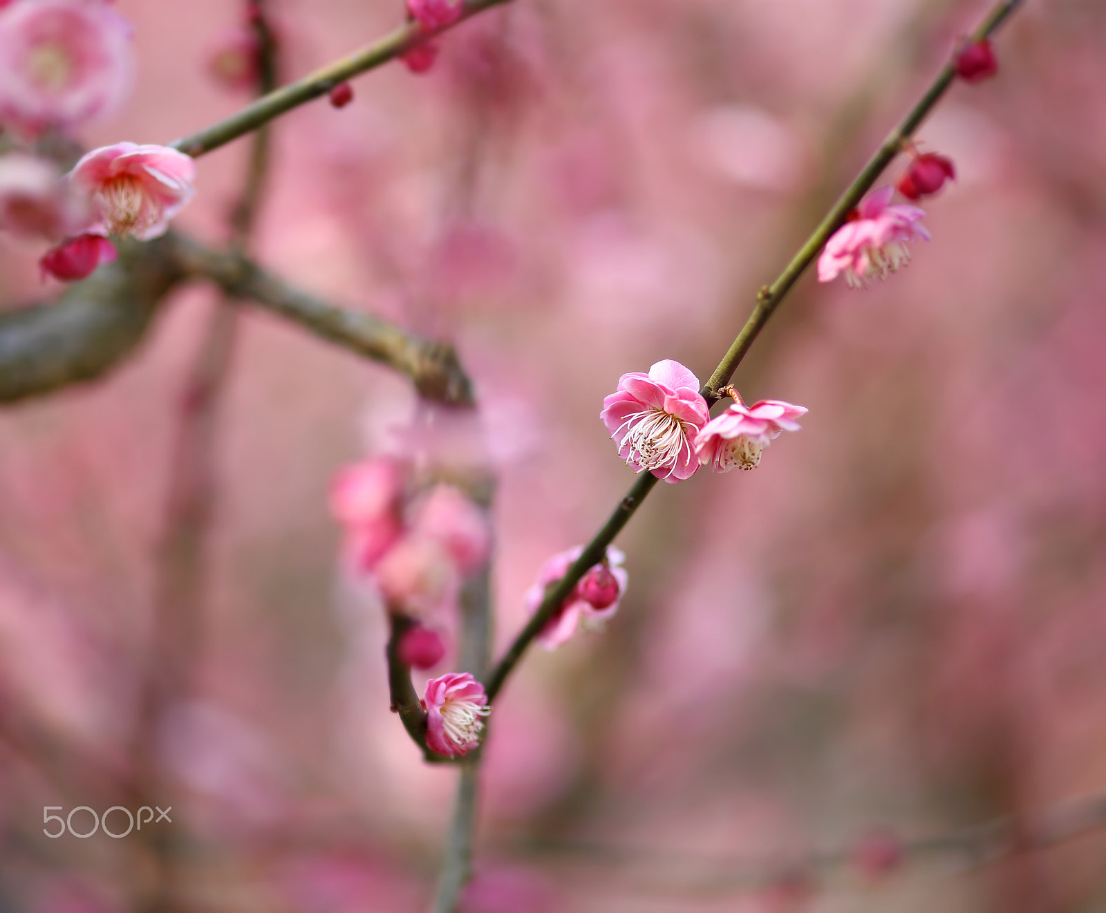 ZEISS Milvus 100mm F2 Macro sample photo. 一剪梅 photography