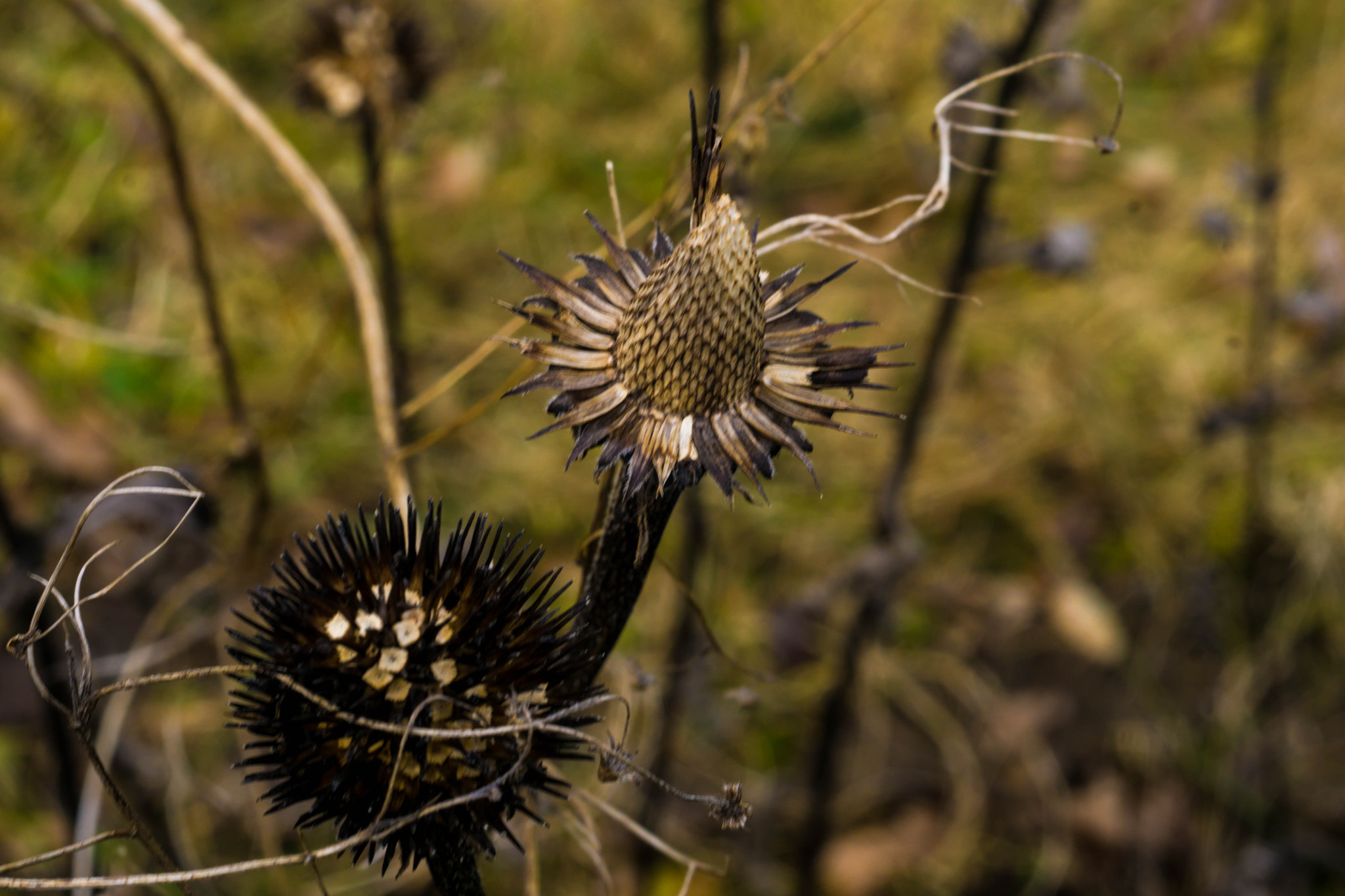 MACRO 50mm F2.8 sample photo. Axone - dendriten - outgesourced photography
