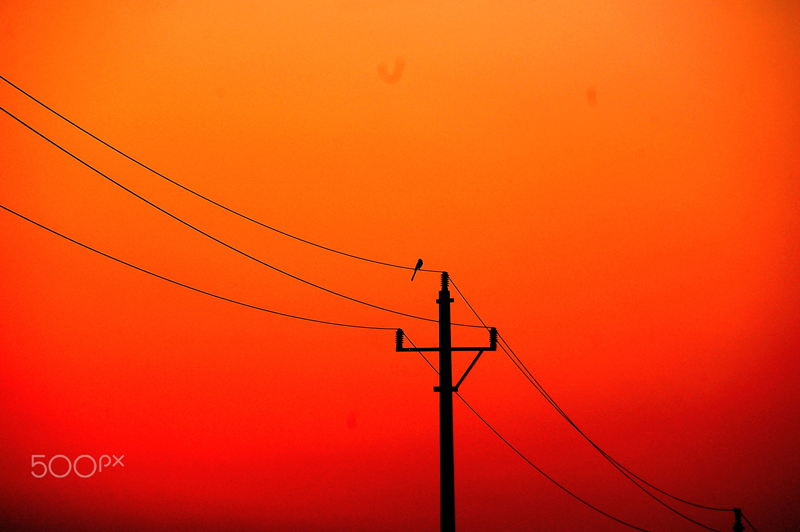 Nikon D50 sample photo. The birds in the sunset photography