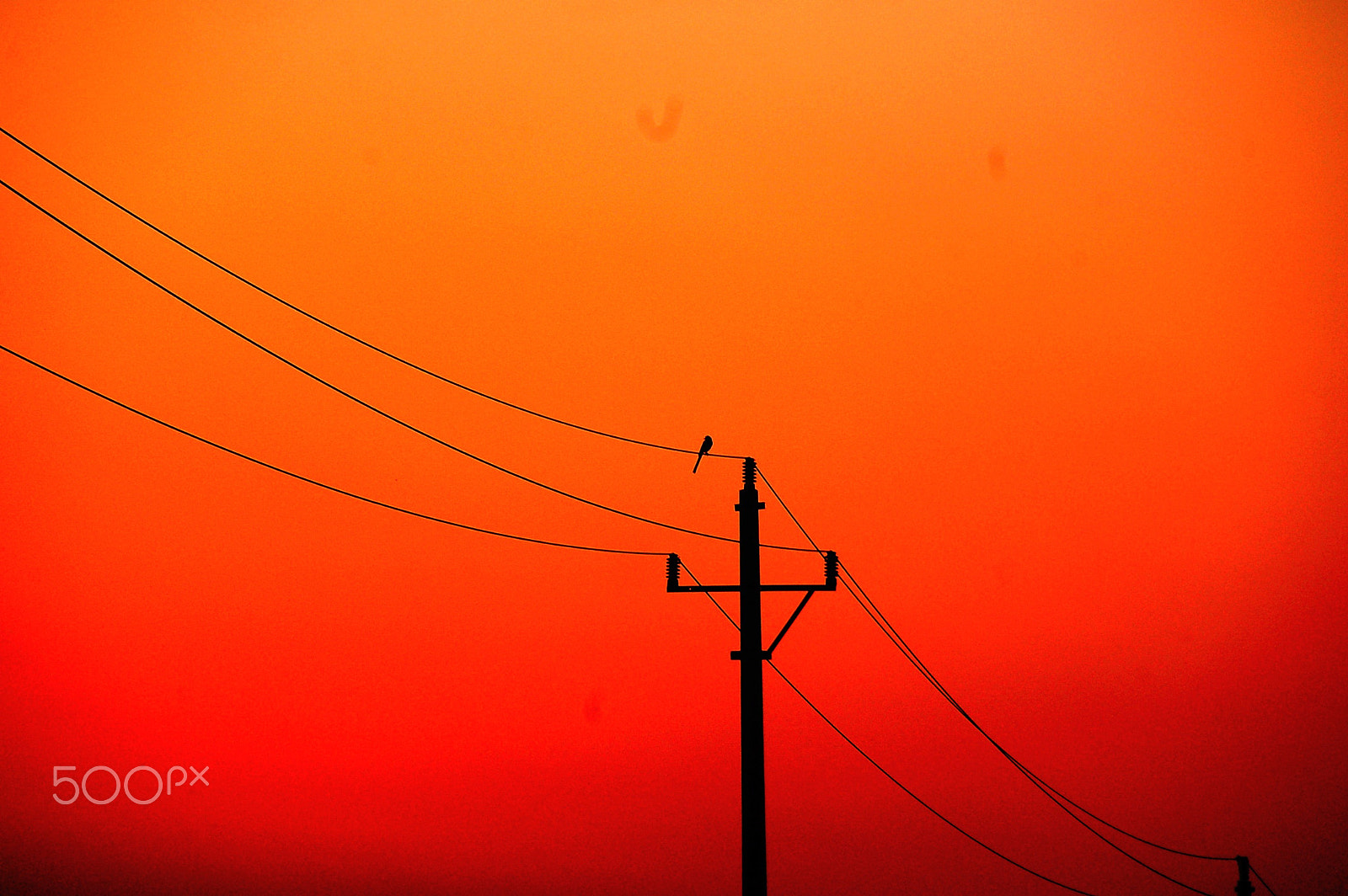 Nikon D50 sample photo. The birds in the sunset photography
