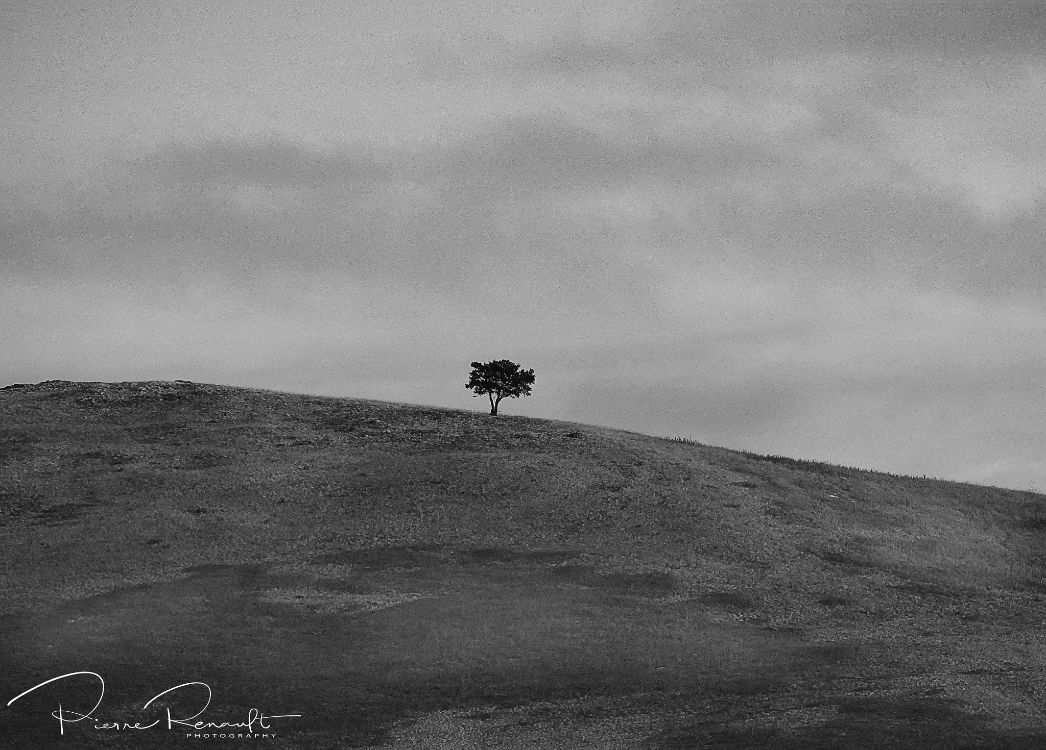 Panasonic Lumix DMC-GH4 + LEICA DG 100-400/F4.0-6.3 sample photo. Survivor photography