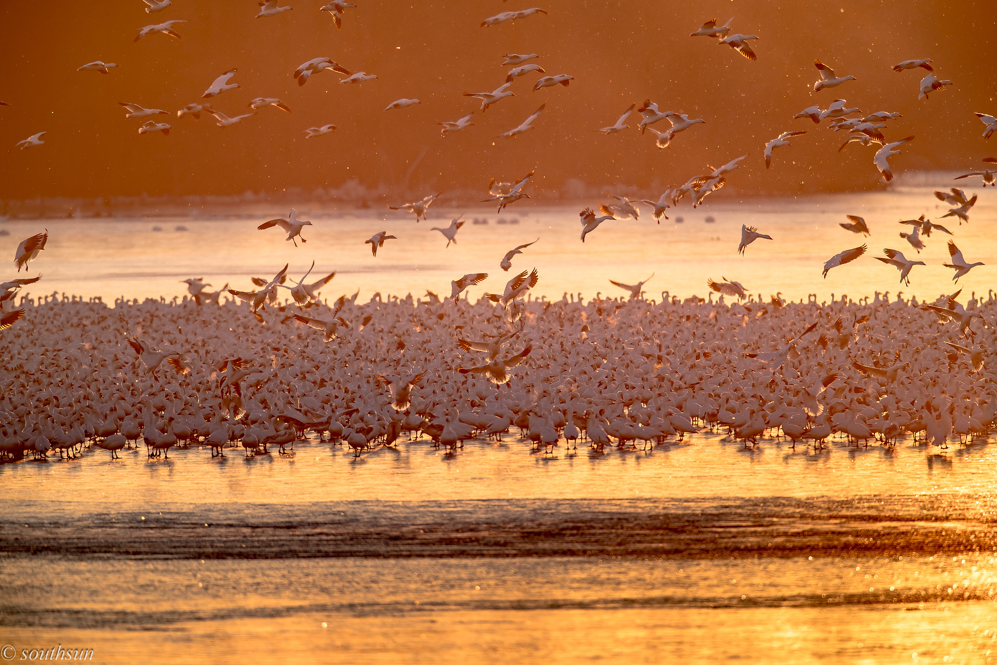Canon EOS-1D X Mark II + Canon EF 600mm F4L IS II USM sample photo. Snow geese at dawn photography
