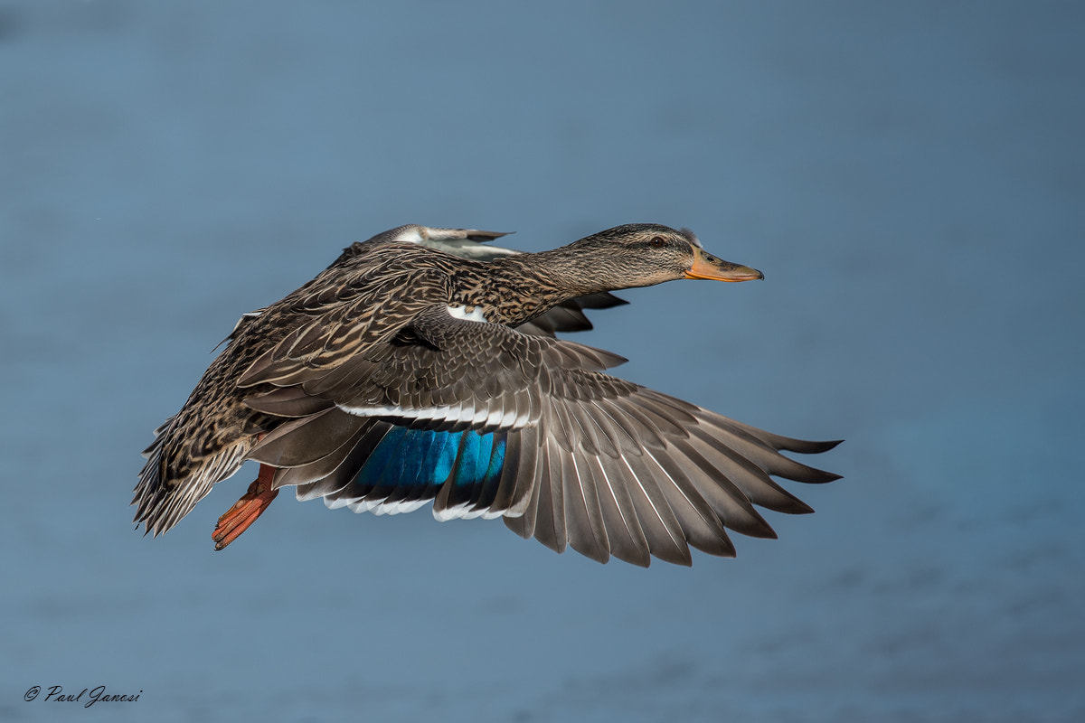 Nikon D4S + Nikon AF-S Nikkor 600mm F4G ED VR sample photo. Malard hen in flight photography