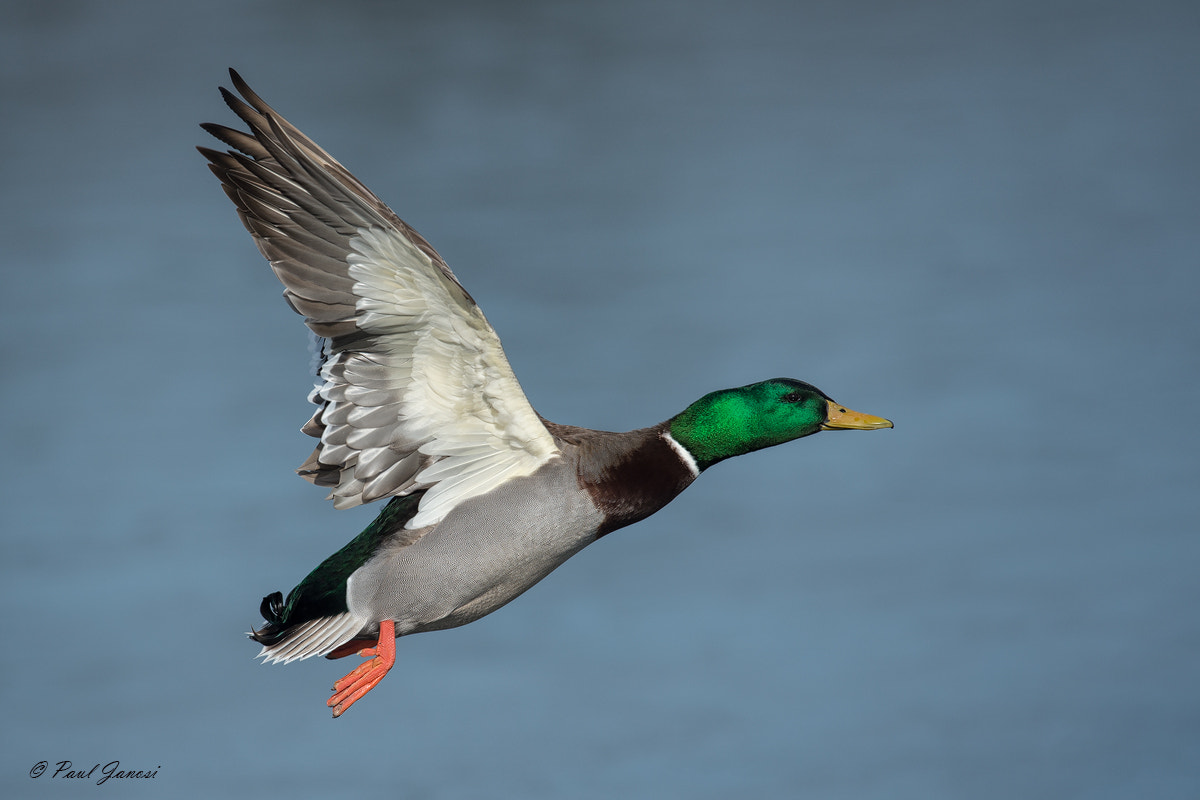 Nikon D4S + Nikon AF-S Nikkor 600mm F4G ED VR sample photo. Mallard drake in flight photography