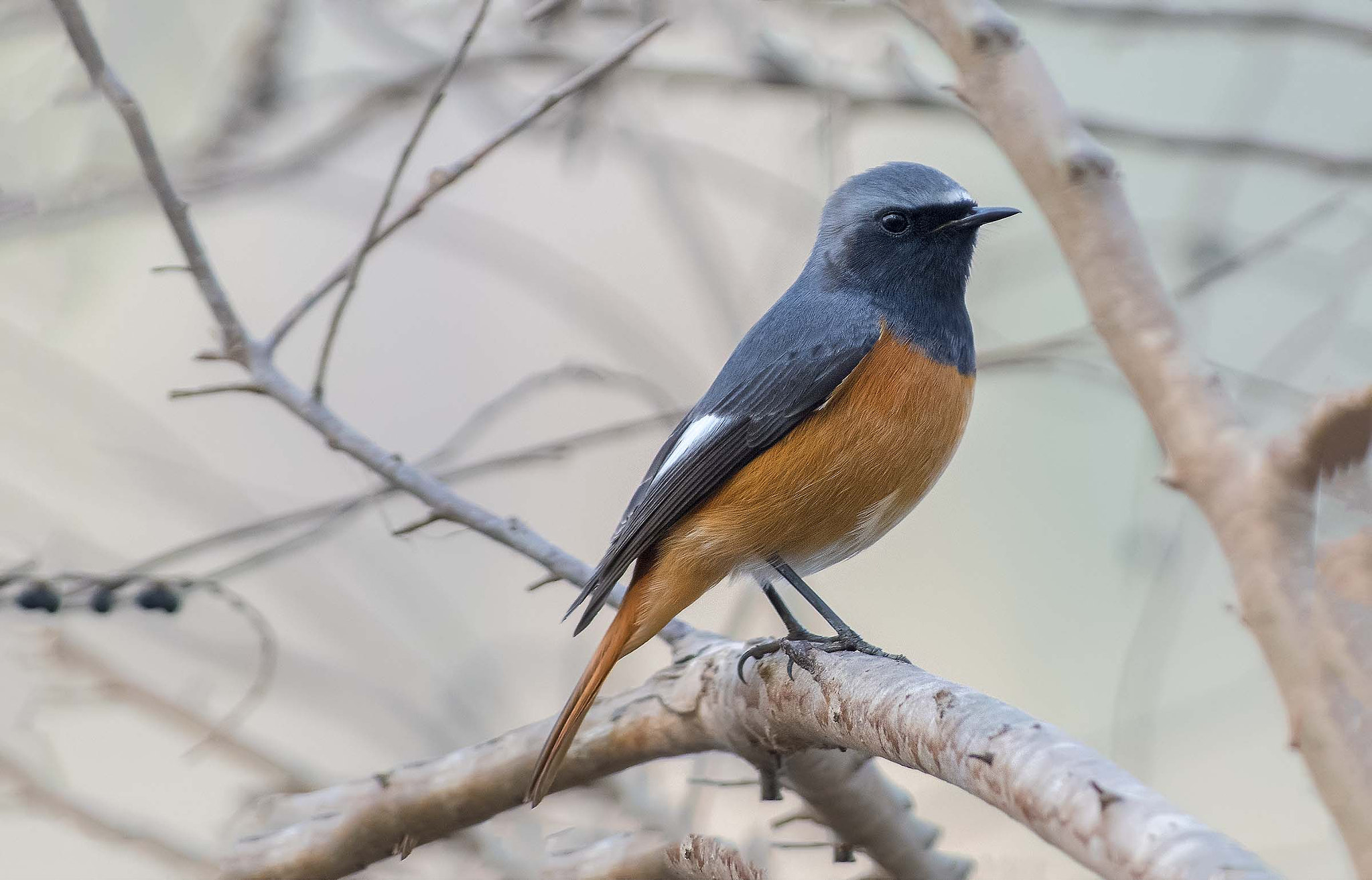 Nikon D500 + Nikon AF-S Nikkor 300mm F2.8G ED VR II sample photo. Hodgson's redstart photography