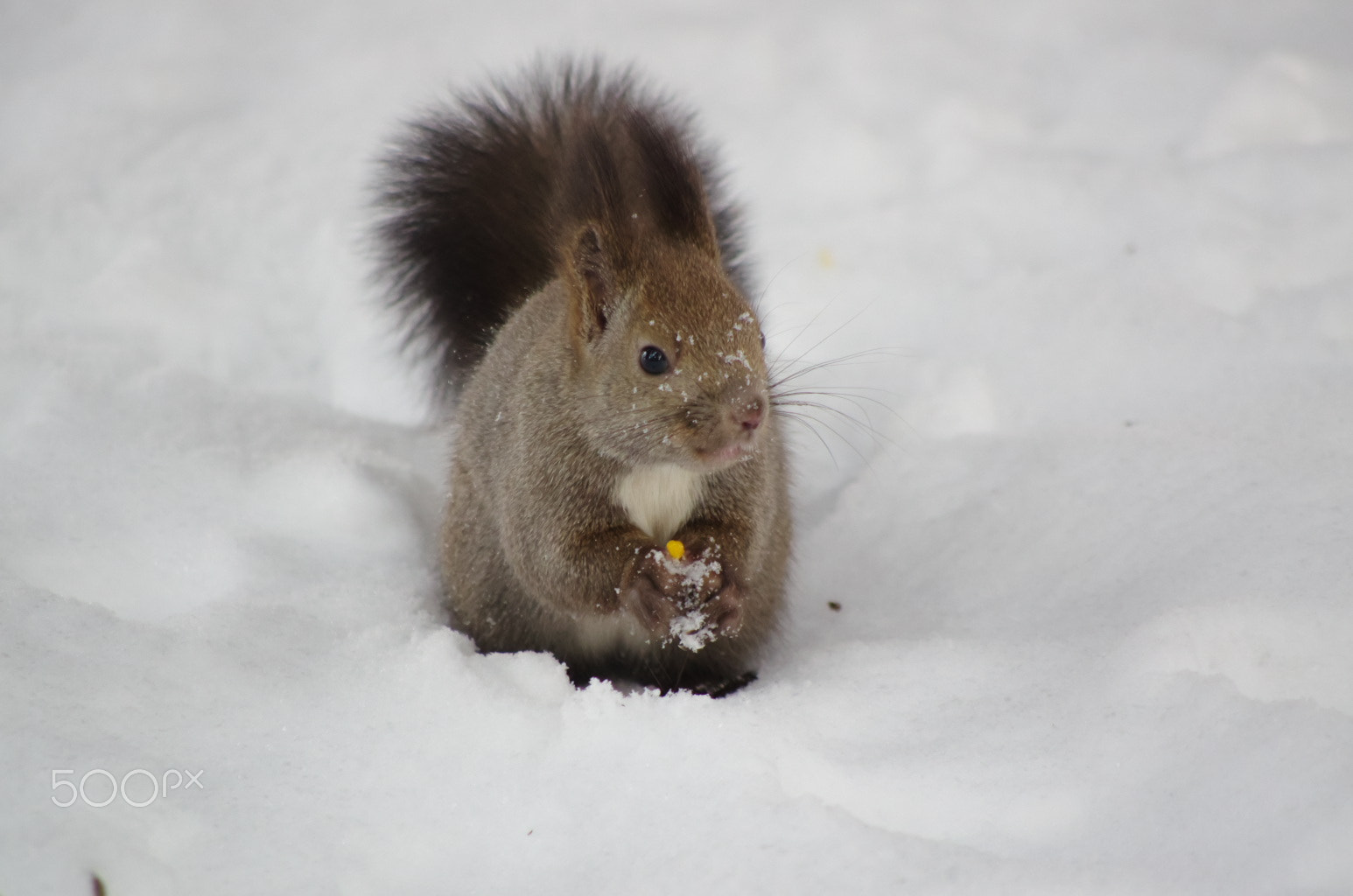Pentax smc DA 55-300mm F4.0-5.8 ED sample photo. Found something in snow photography