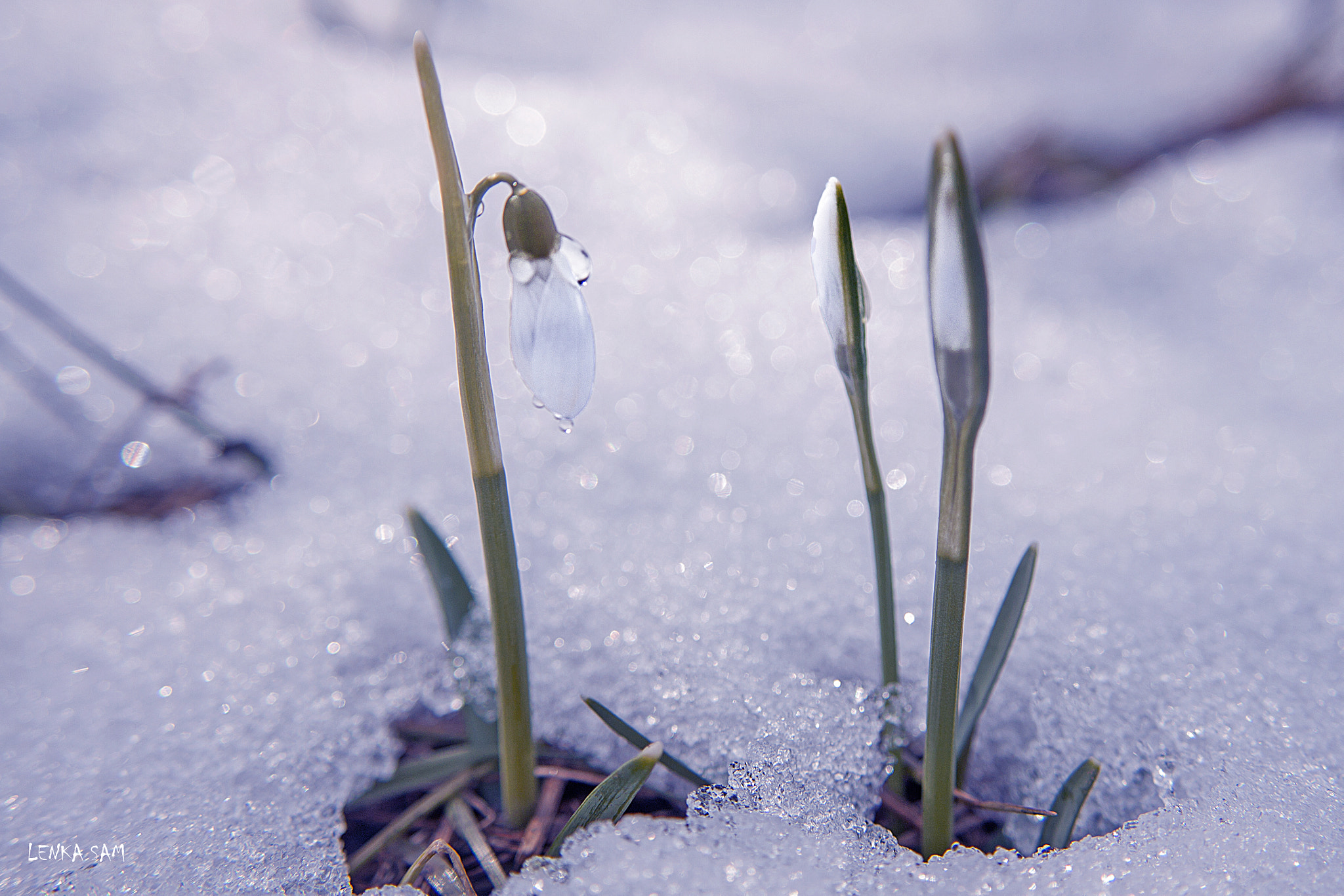 Canon EOS 500D (EOS Rebel T1i / EOS Kiss X3) sample photo. Snowdrops photography