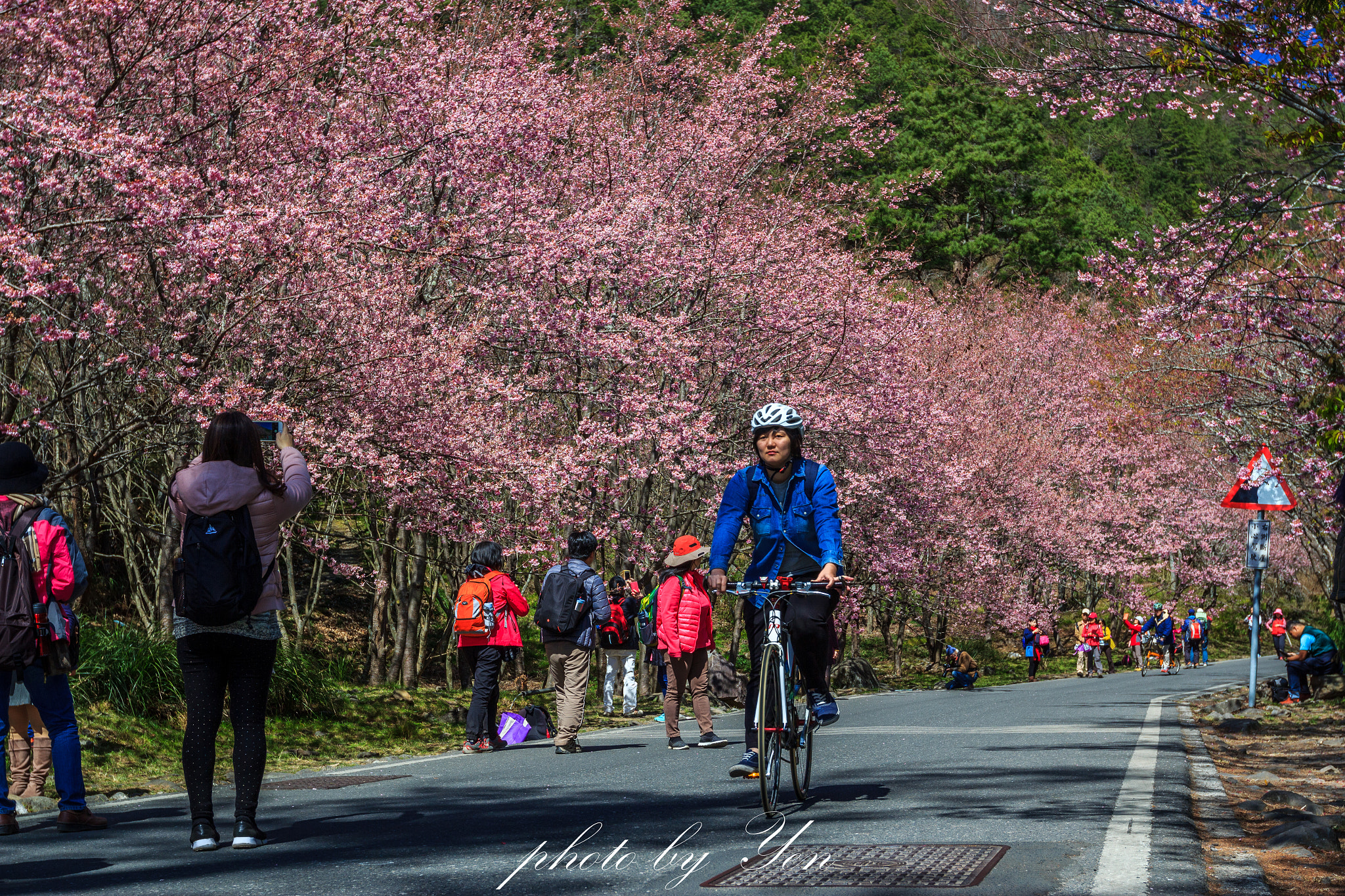 Canon EF 16-35mm F2.8L II USM sample photo. 櫻花大道 photography