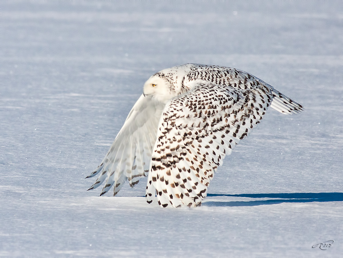 Canon EOS 40D + Canon EF 400mm F5.6L USM sample photo. Snowy owl photography