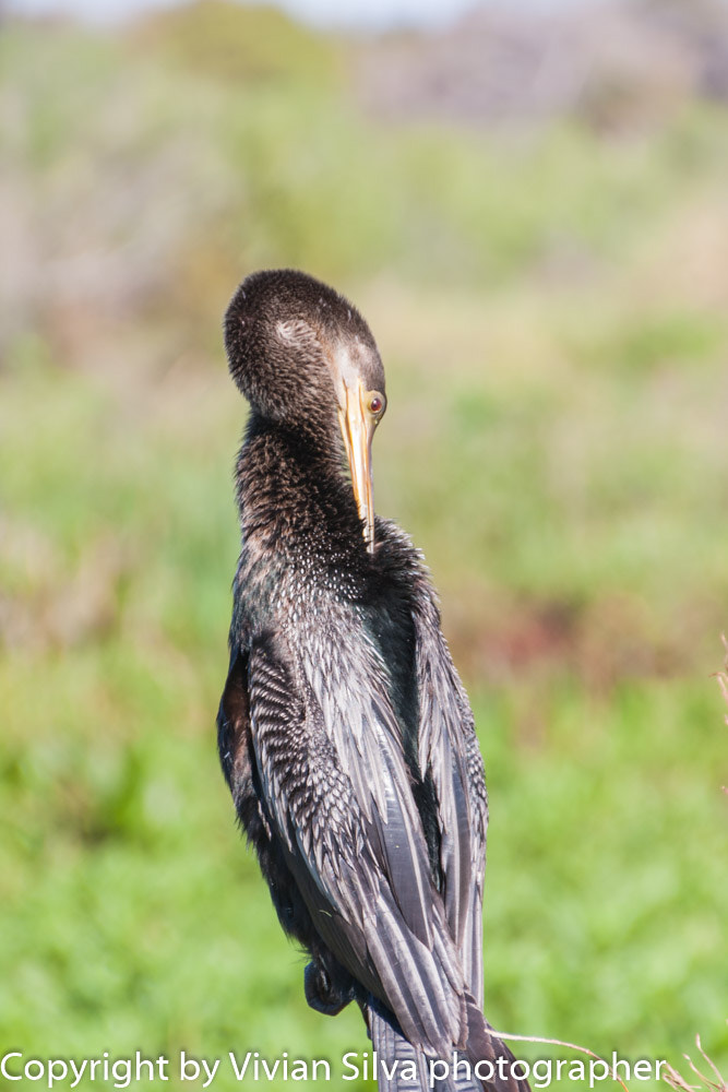 Canon EOS 40D sample photo. Ahinga circle b bar reserve photography