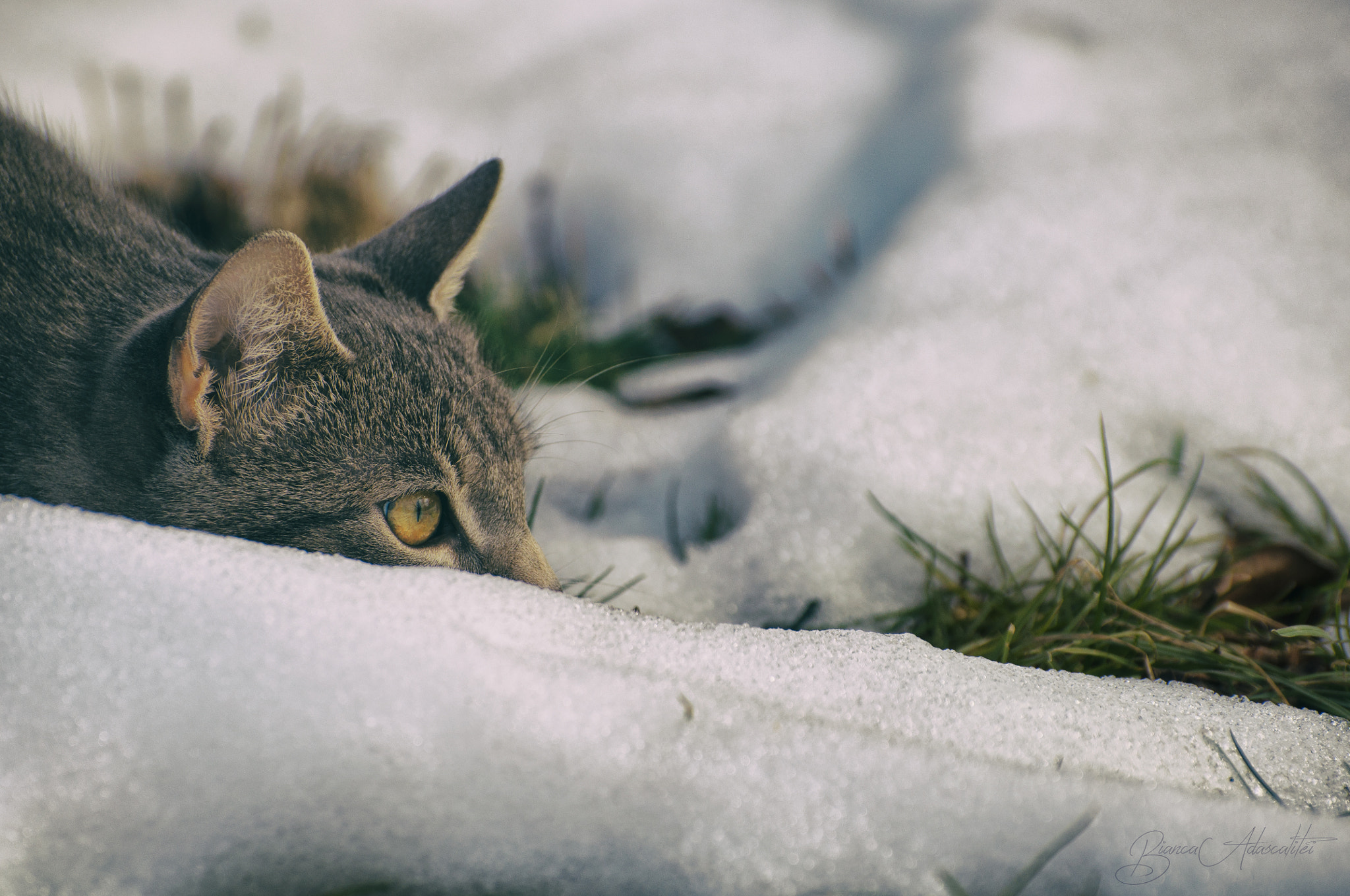 Nikon D5000 sample photo. Hunting for spring photography