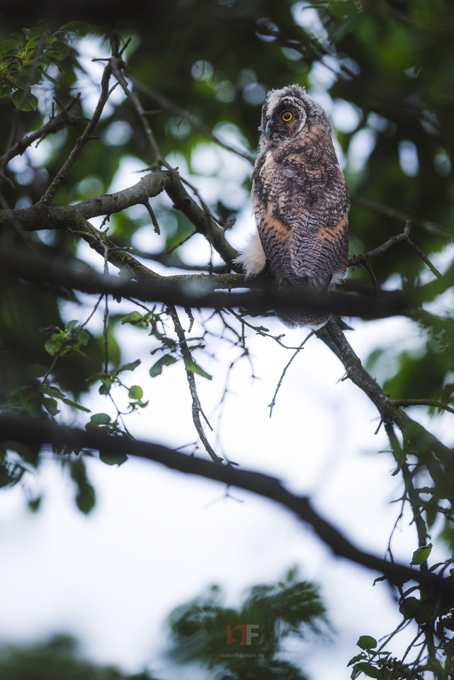 Nikon AF-S Nikkor 400mm F2.8G ED VR II sample photo. Those eyes blew me away photography