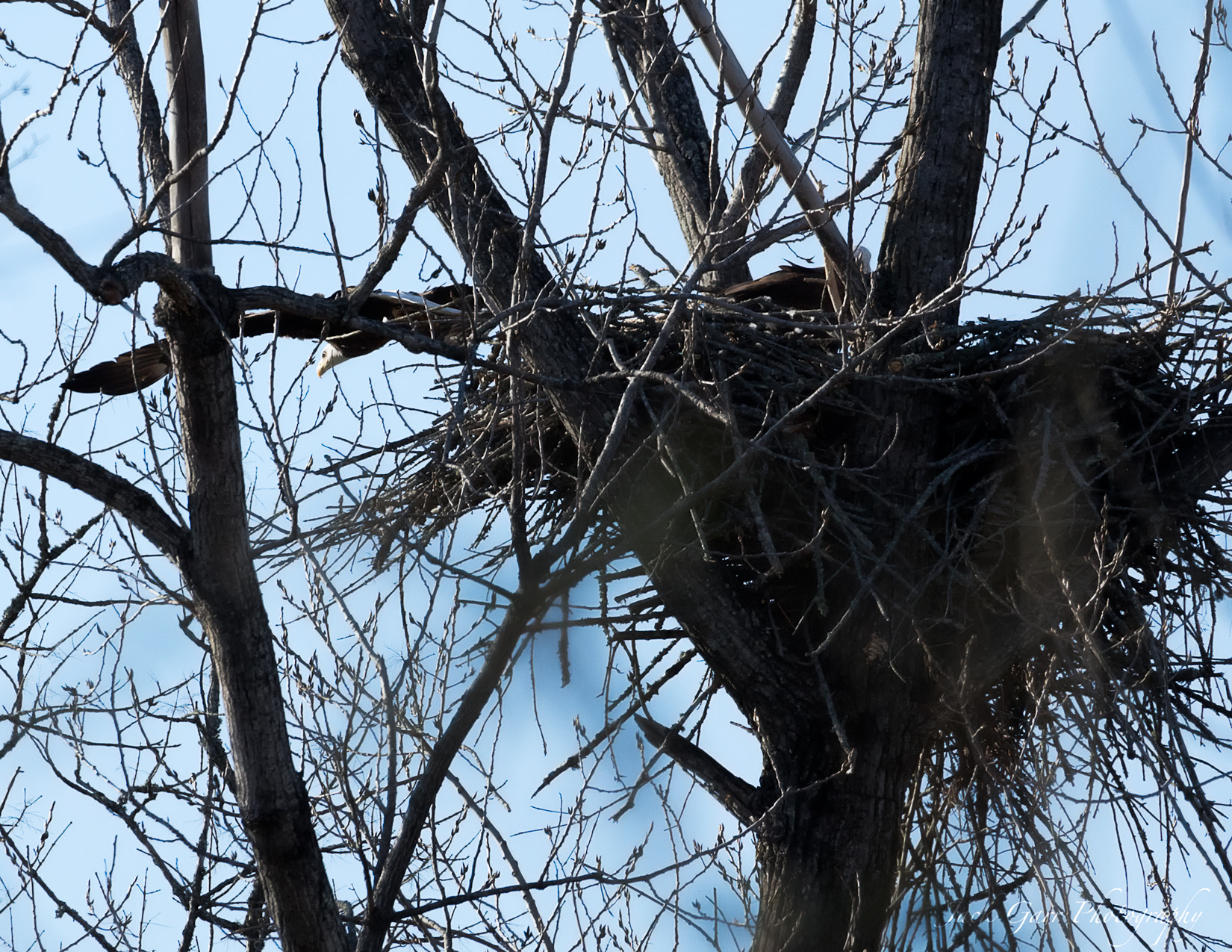 Canon EOS-1D X Mark II sample photo. Bald eagle leaving nest photography