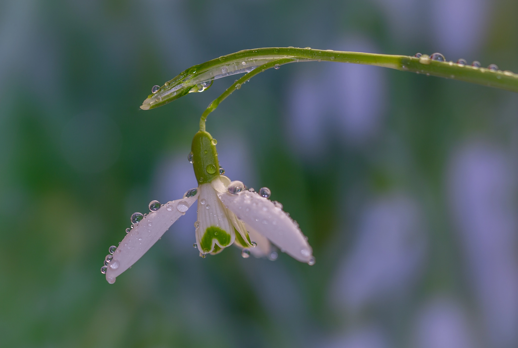 Canon EOS-1D Mark IV + Canon EF 100mm F2.8L Macro IS USM sample photo. Snowdrop photography