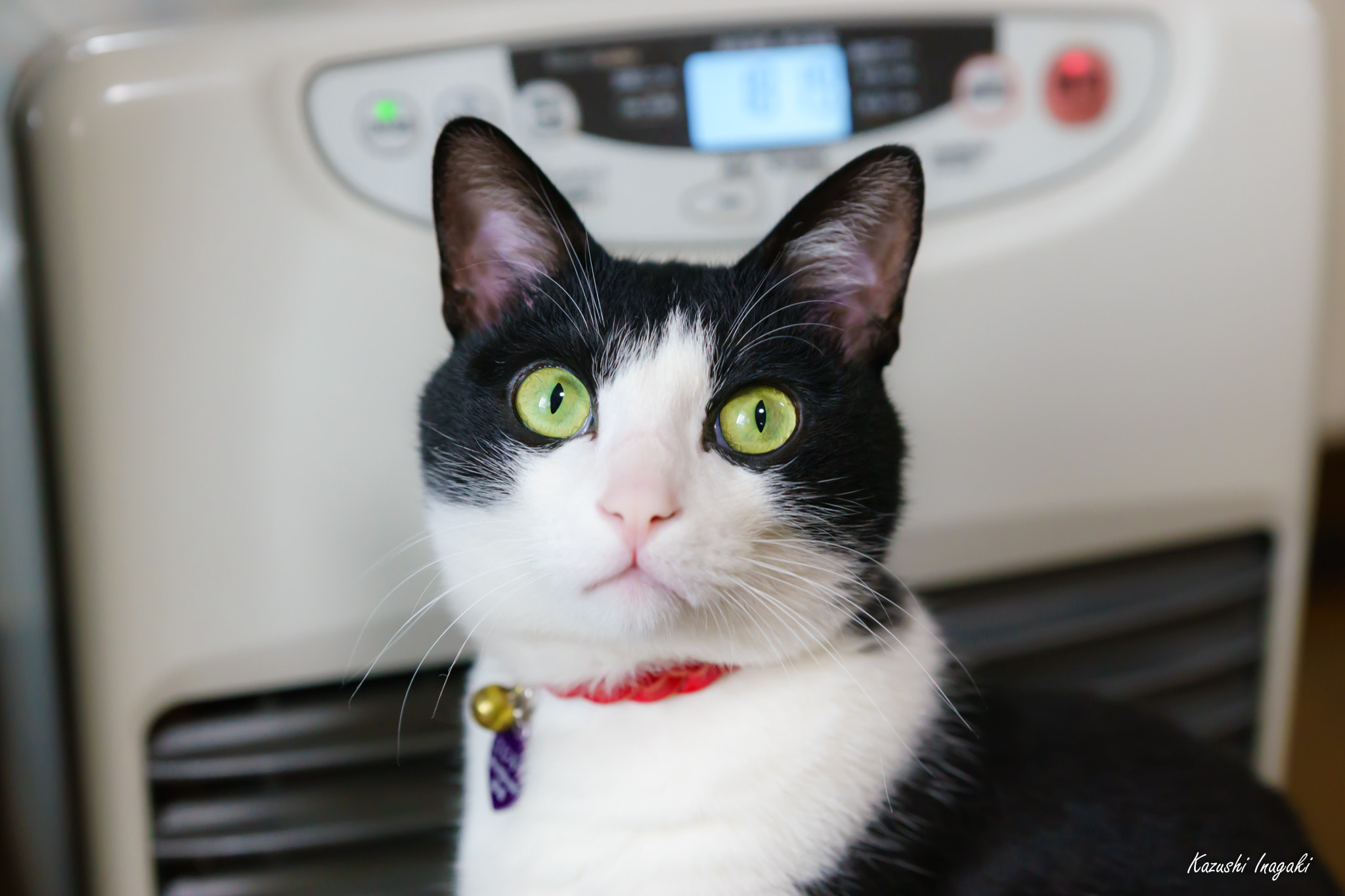 Sony SLT-A99V sample photo. A cat in front of a heater photography