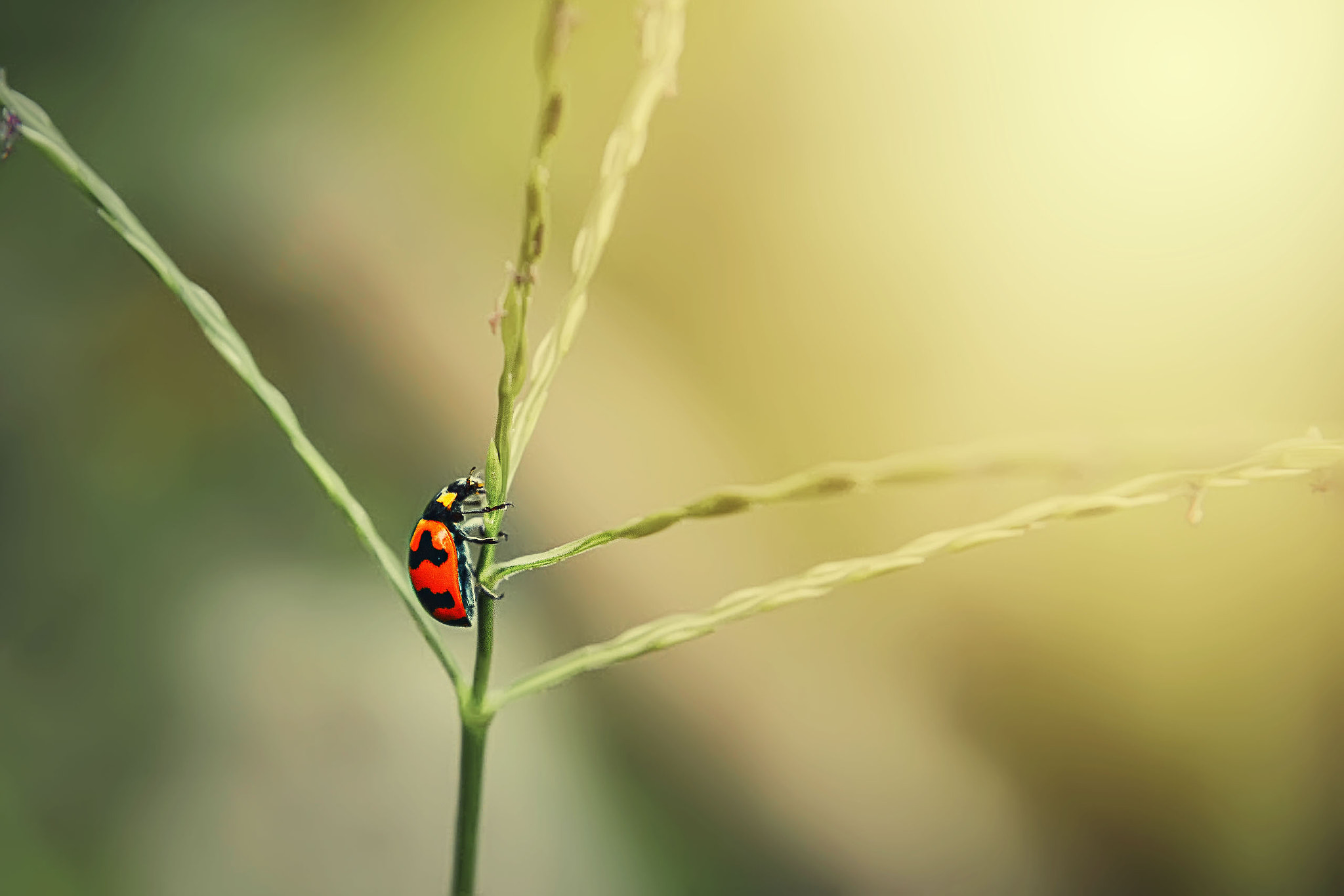 Nikon D800 sample photo. Insect photography