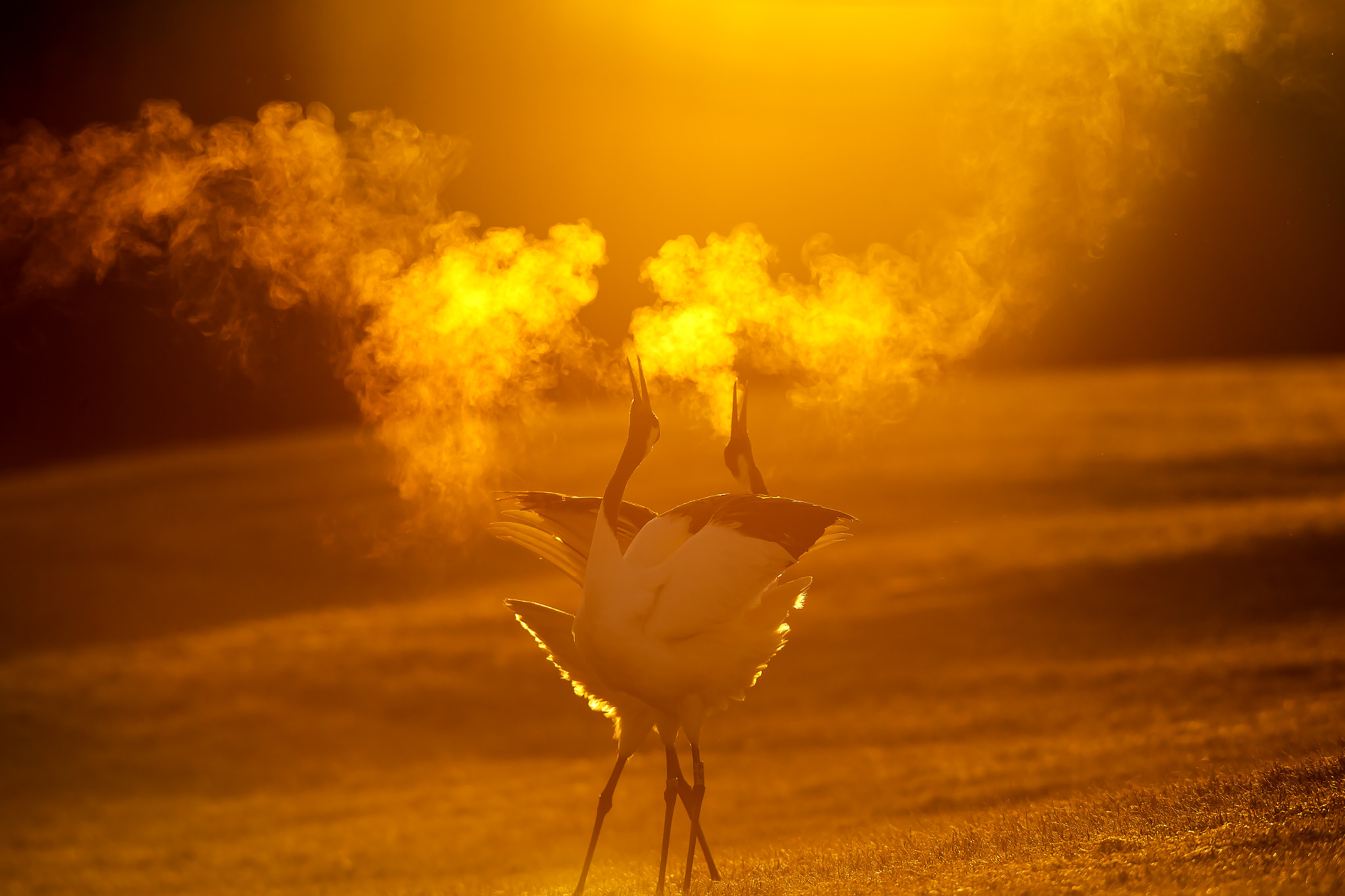 Canon EOS-1D X + Canon EF 400mm F2.8L IS USM sample photo. Winter photography