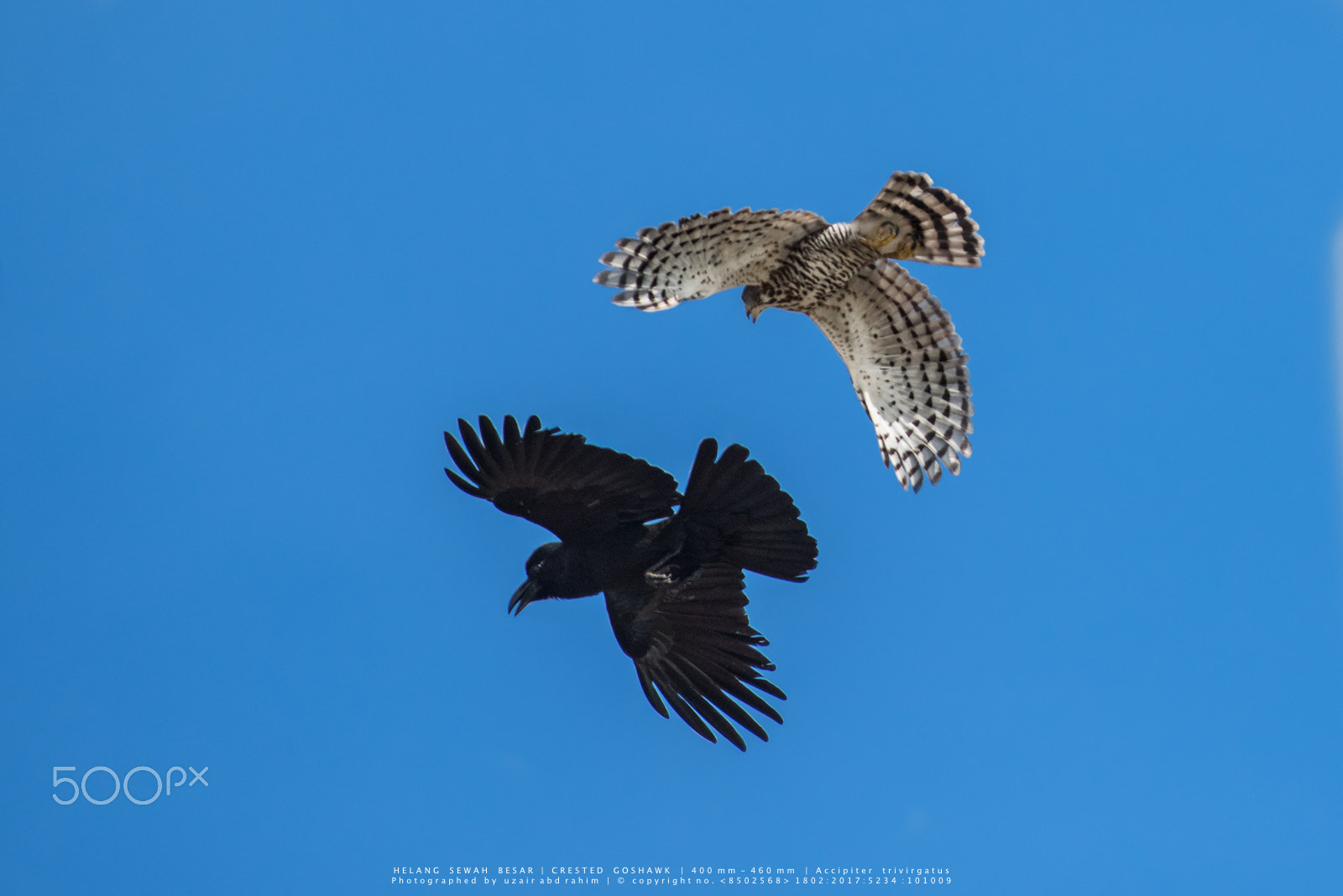 Nikon D810 + Nikon AF-S Nikkor 300mm F2.8G ED VR II sample photo. Crested goshawk vs large-billed crow photography