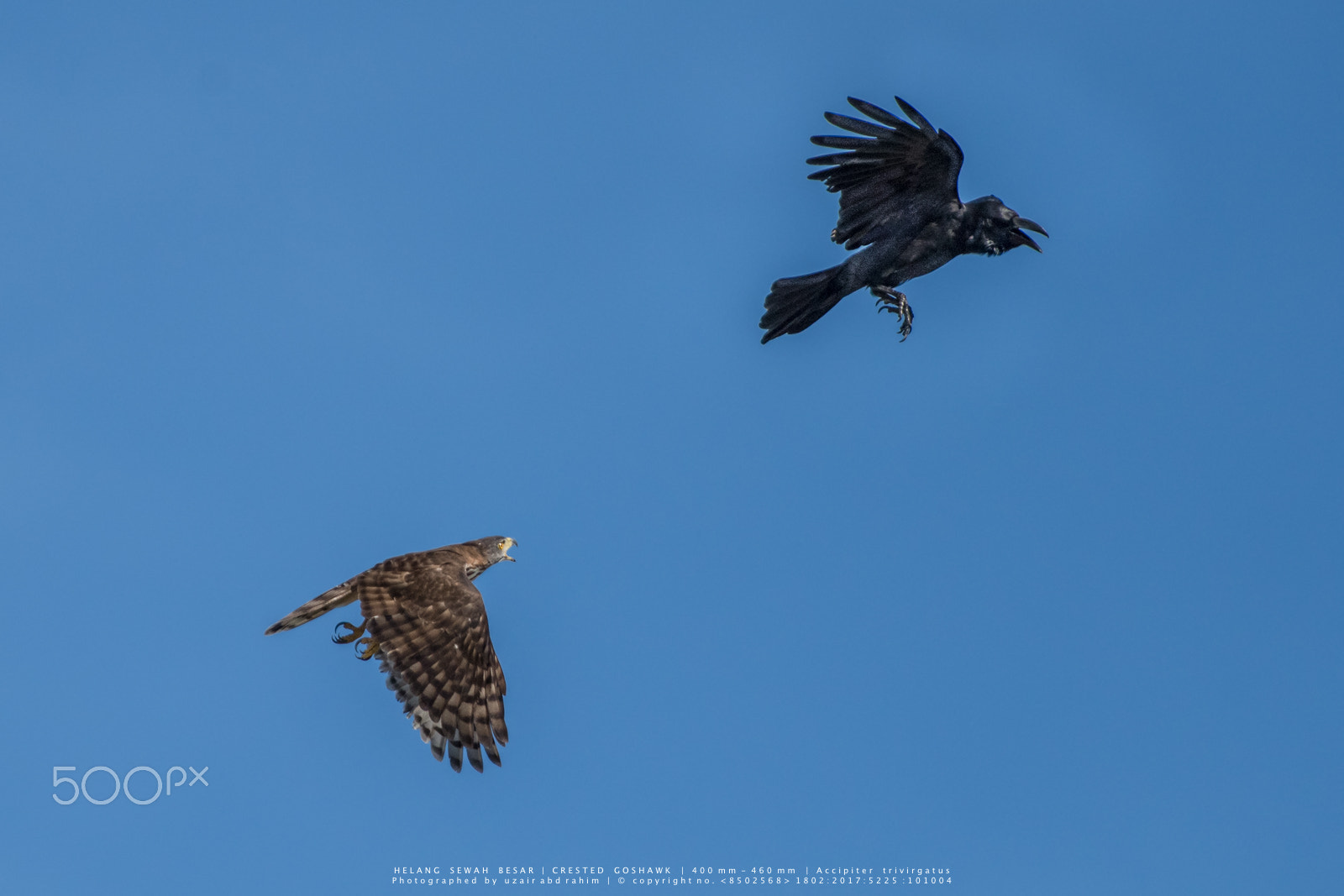 Nikon D810 sample photo. Crested goshawk vs large-billed crow photography