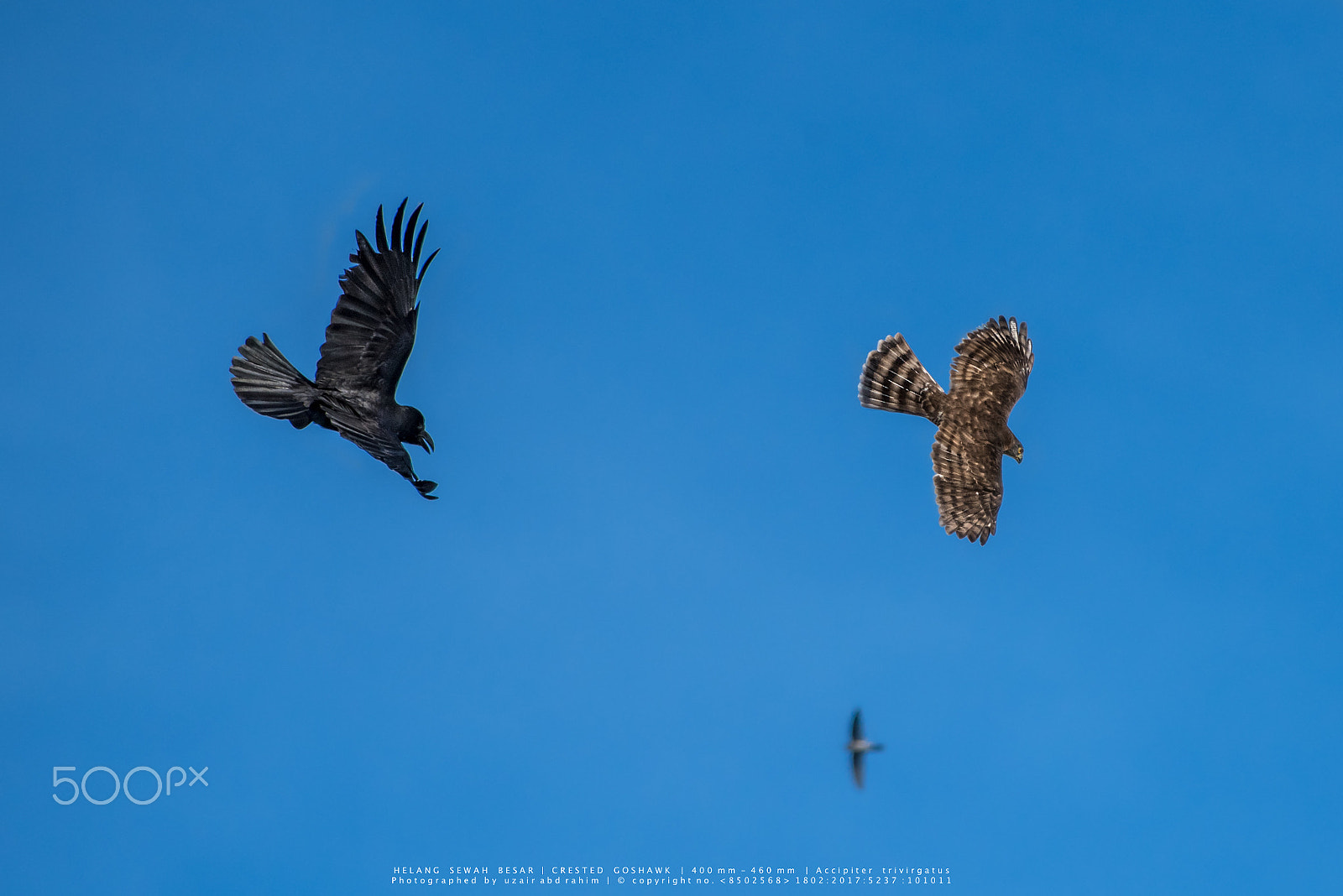 Nikon AF-S Nikkor 300mm F2.8G ED VR II sample photo. Crested goshawk vs large-billed crow photography